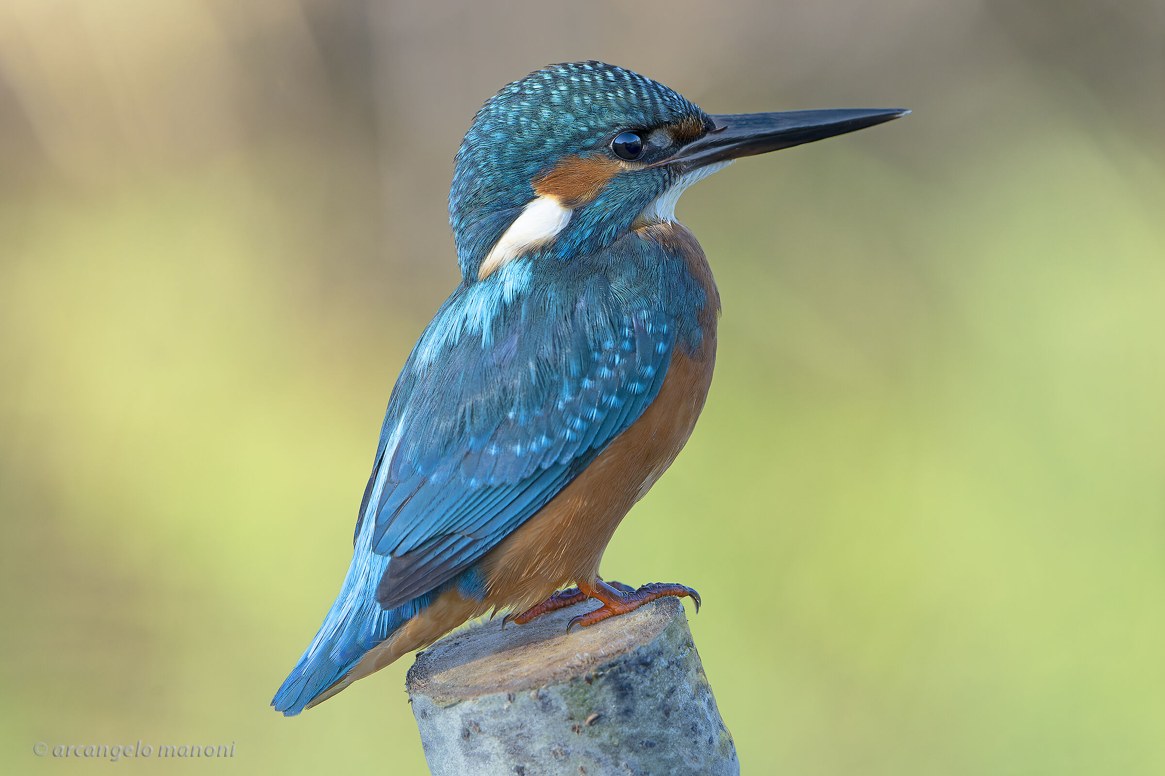 The martino in lookout