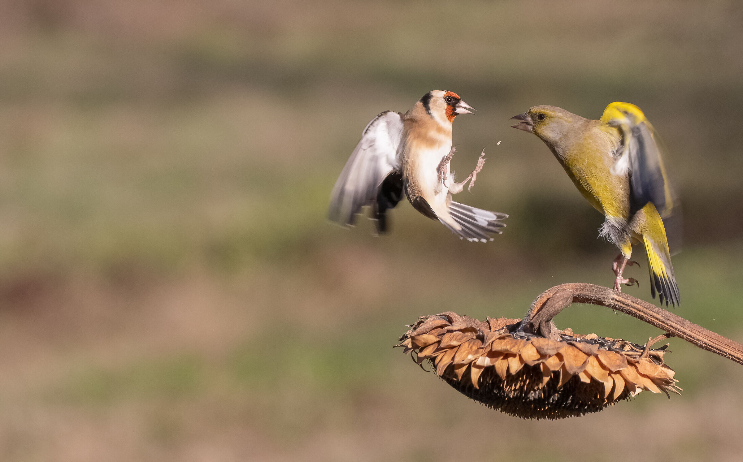 goldfinch vs greenfinch
