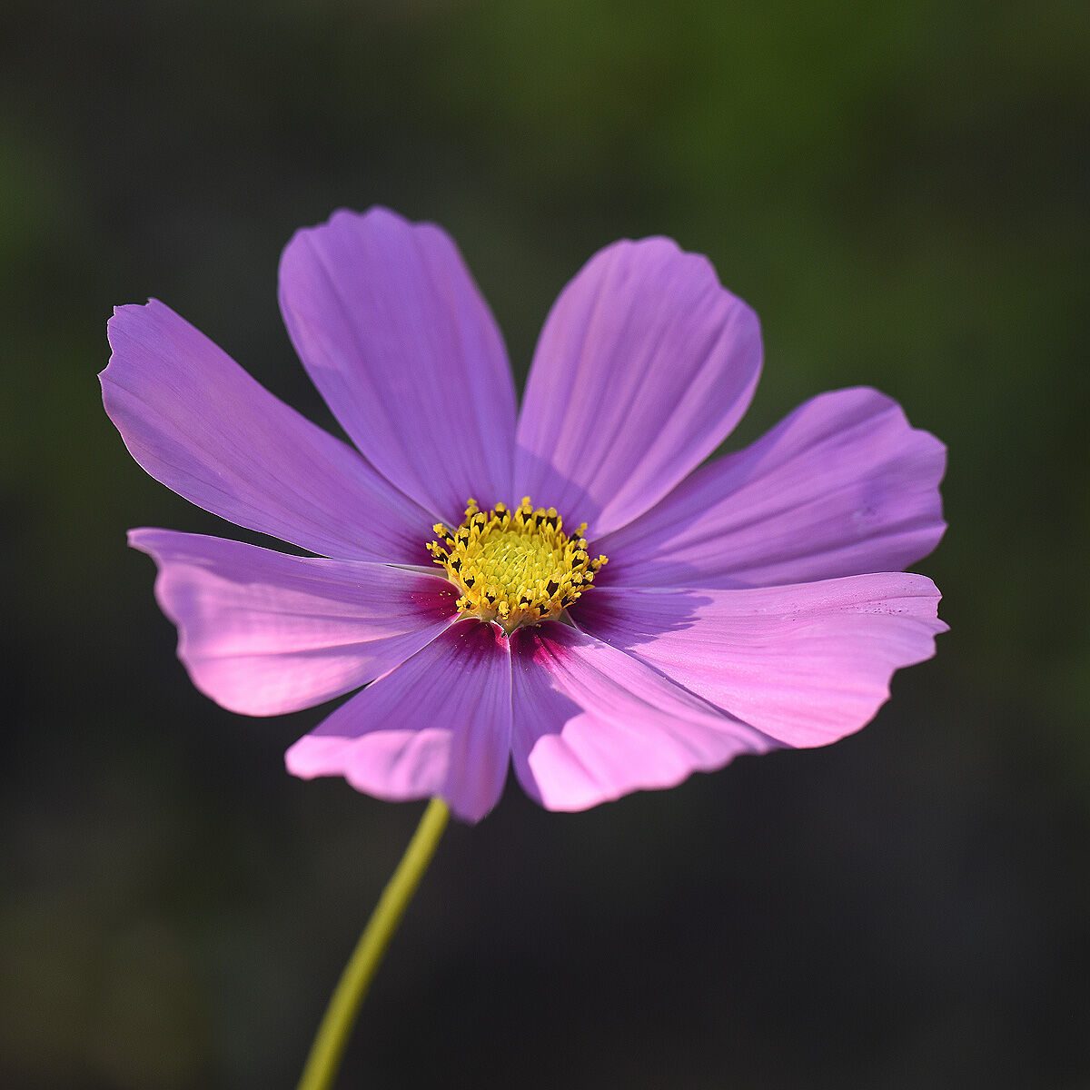 Cosmea