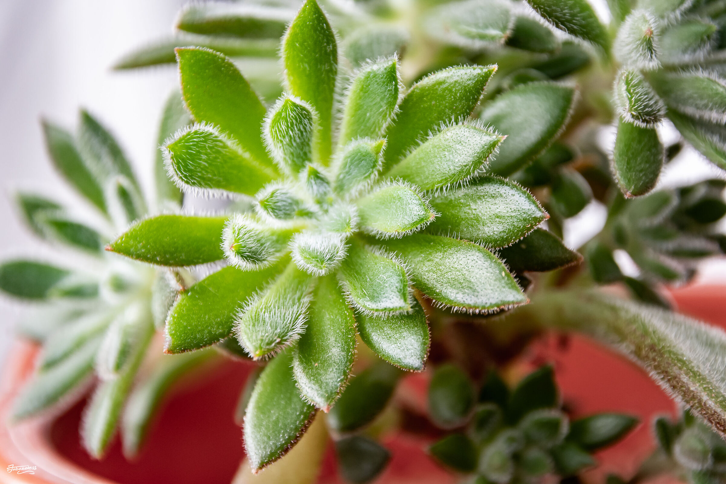 Echeveria Setosa