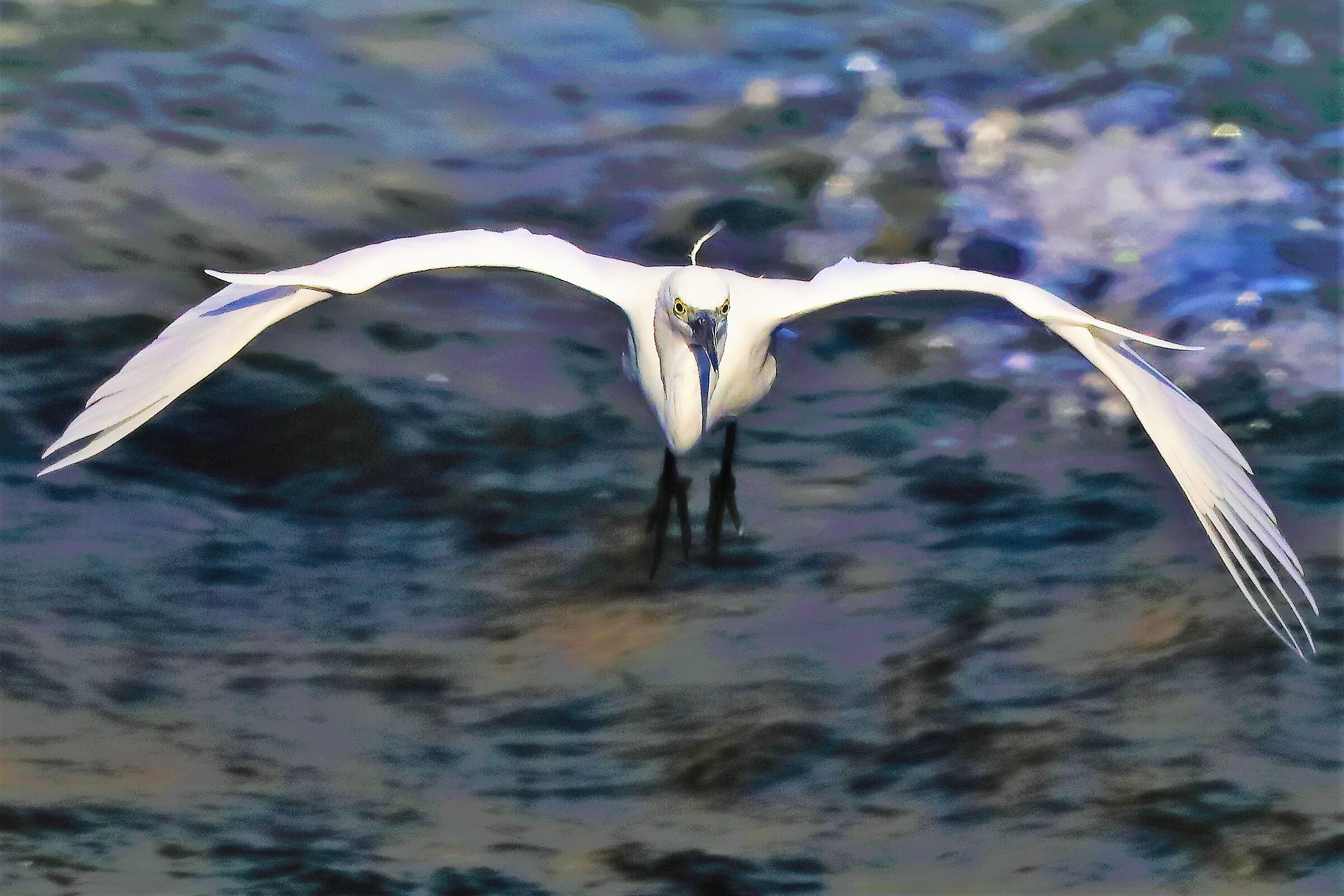 garzetta settembre 2022