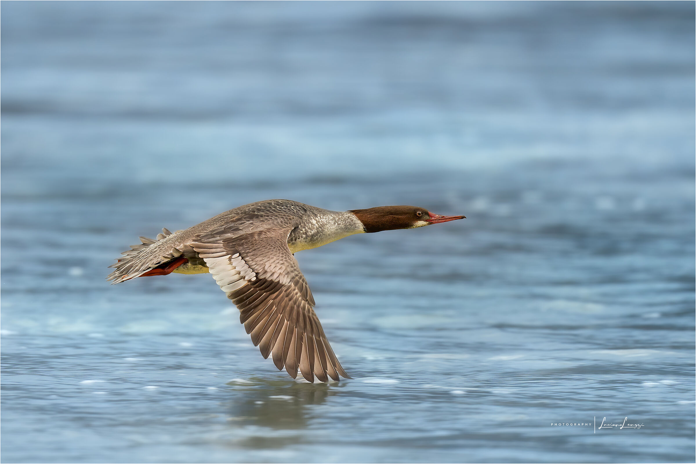 Smergo Maggiore in volo