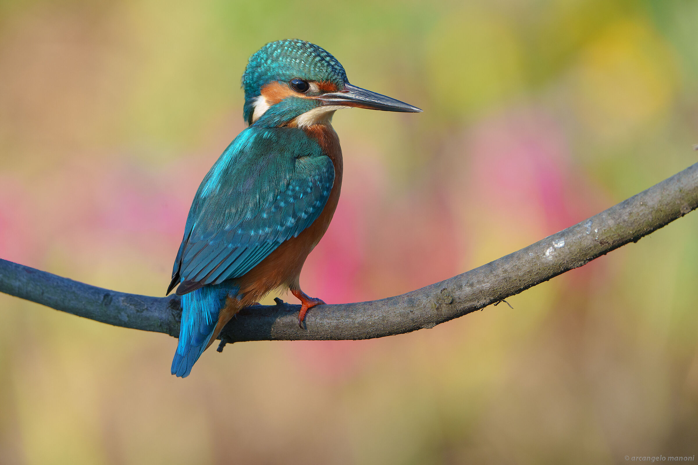 Posing over the colors of flowers