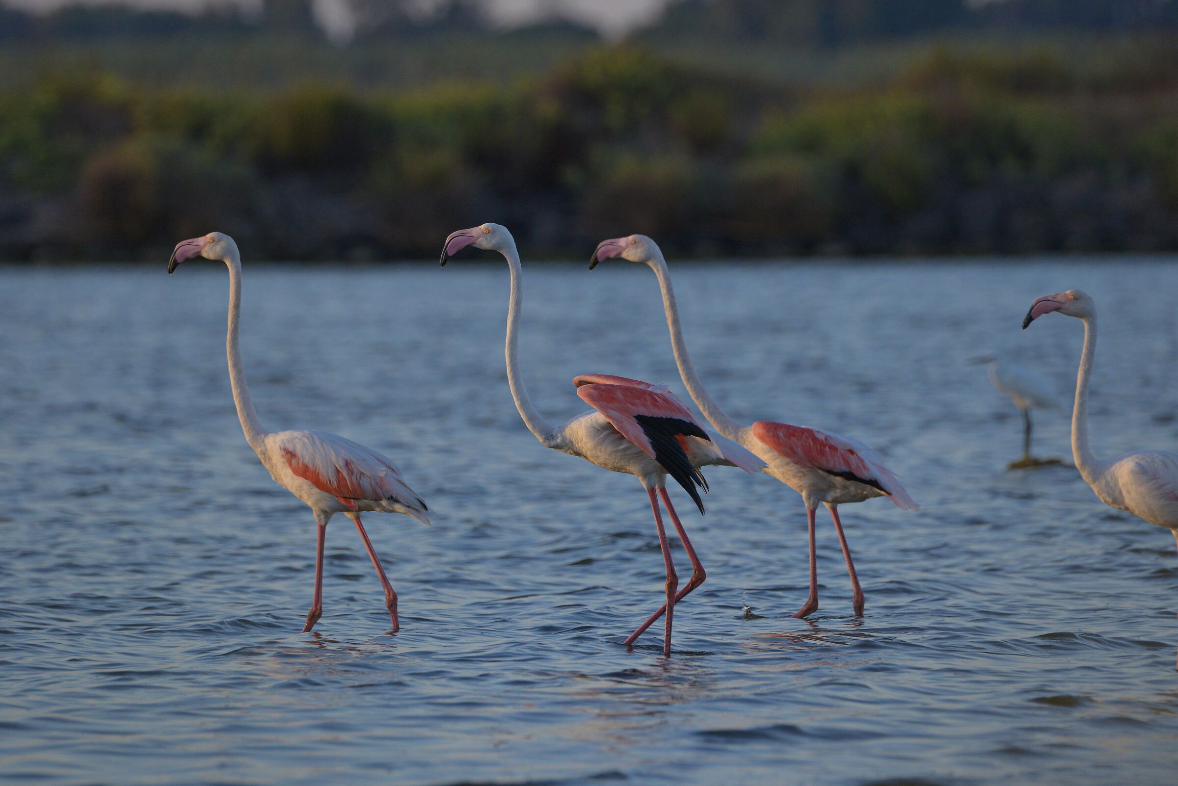 Fenicotteri che meraviglia!