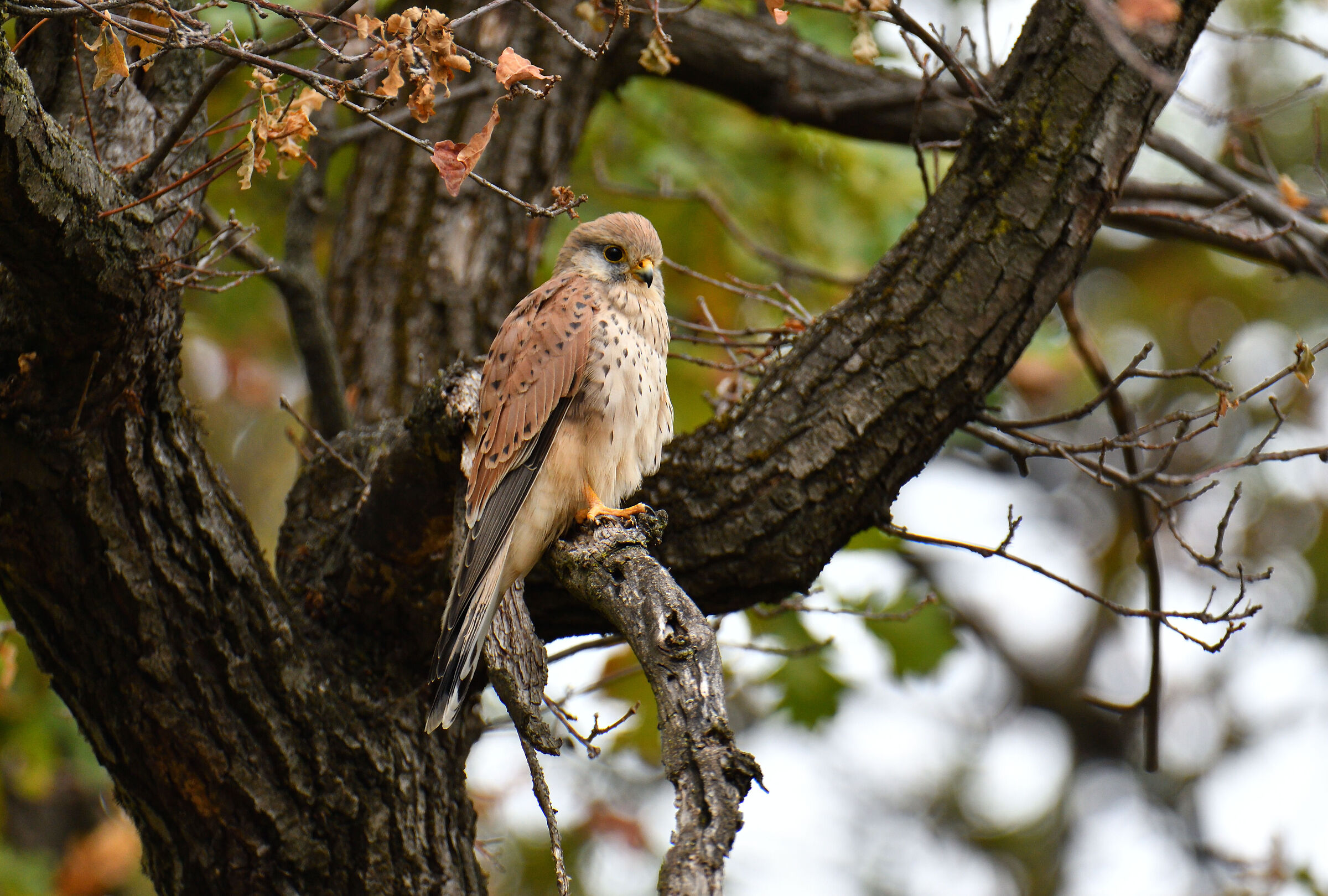 Gheppio in versione autunnale