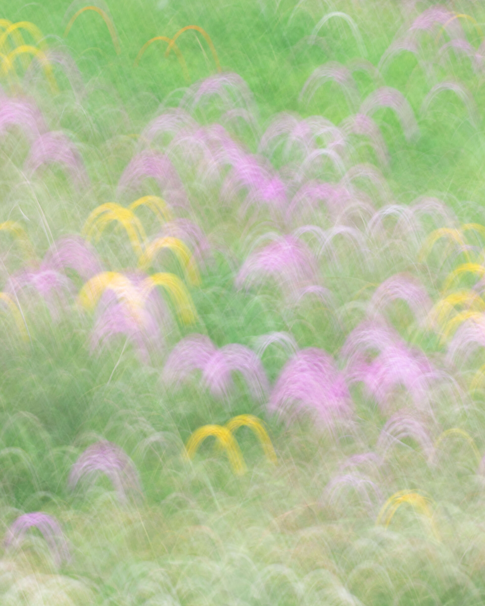 La danza delle Orchis