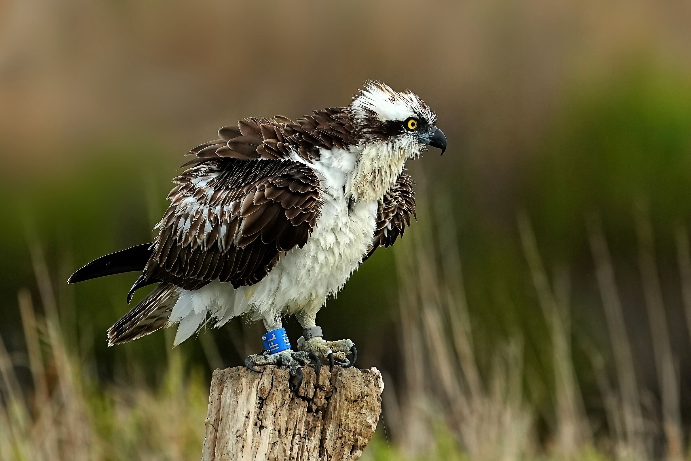 Falco pescatore (Pandion haliaetus)