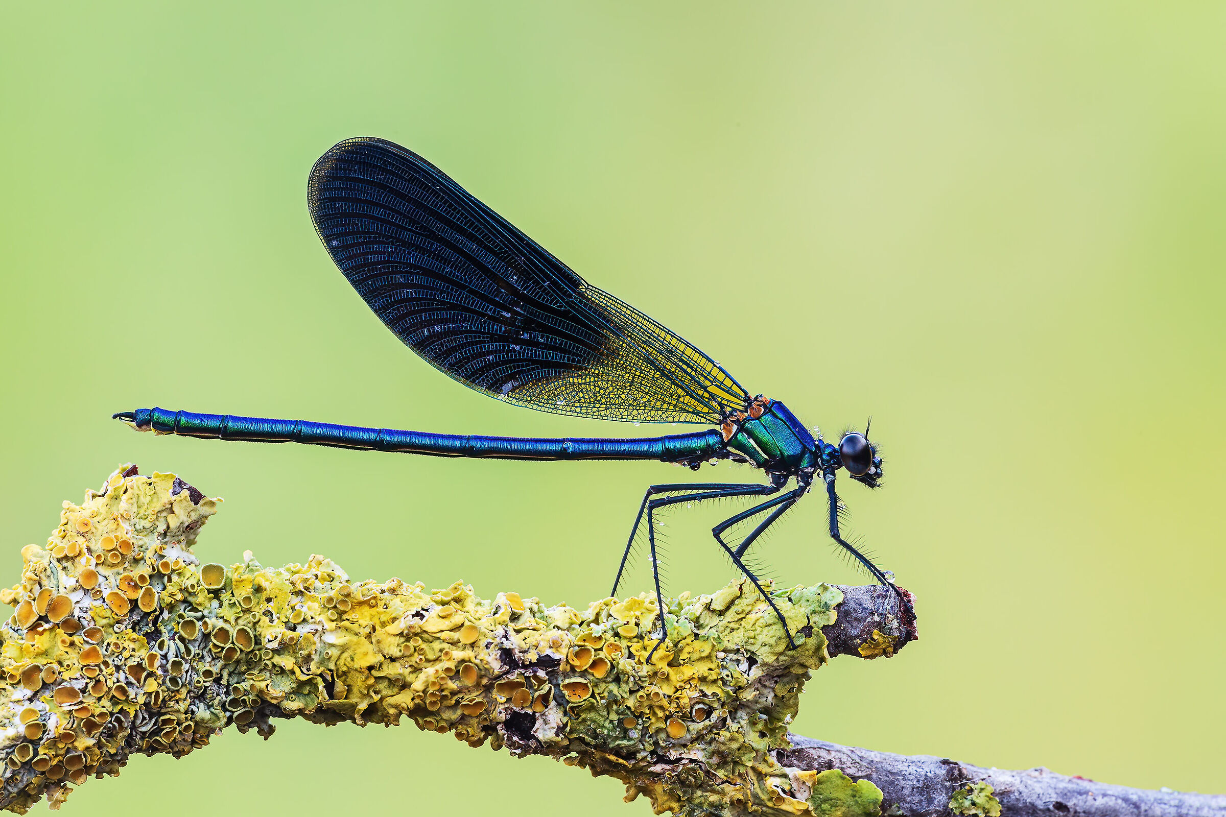 Calopteryx splendens