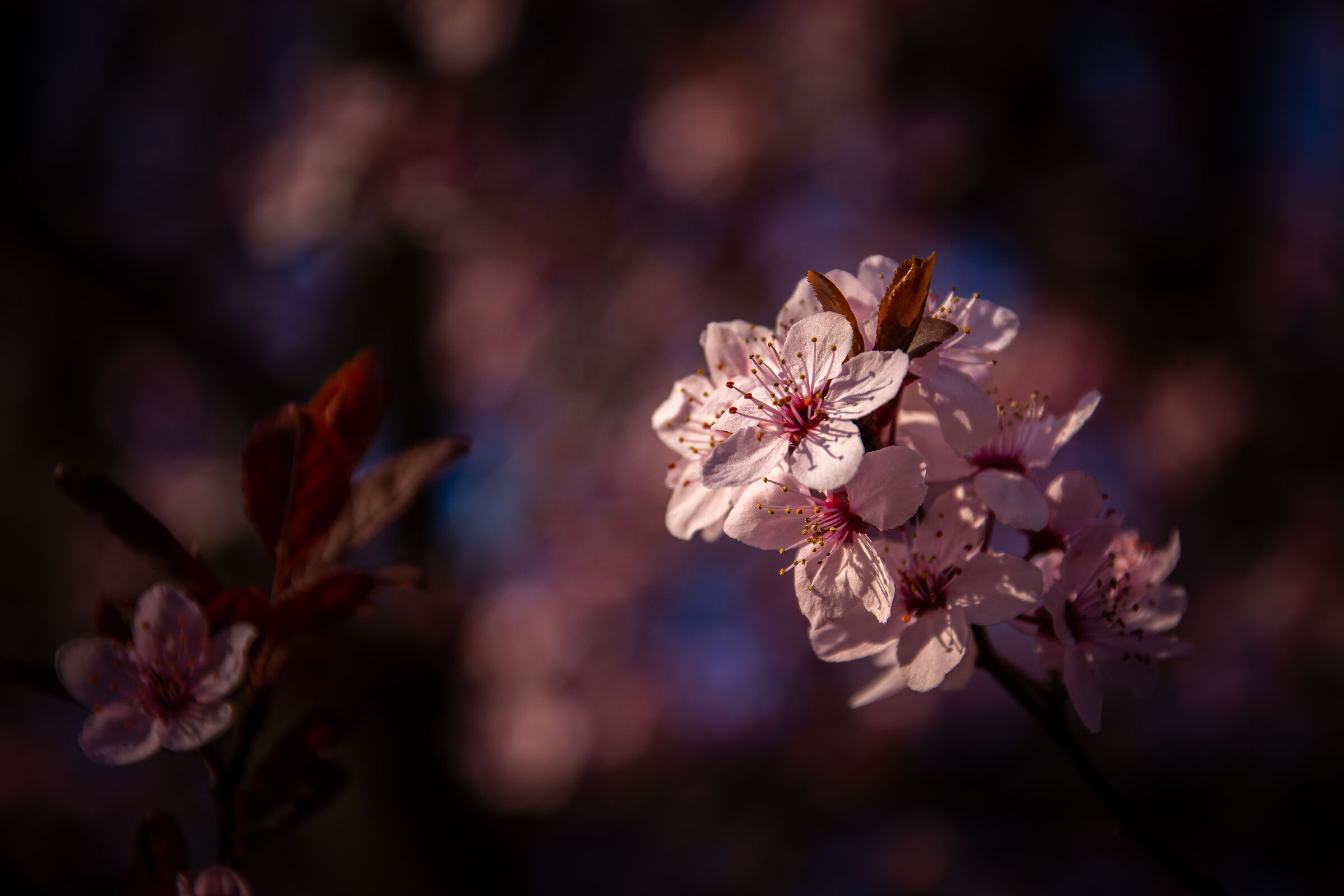 Sakura v jari