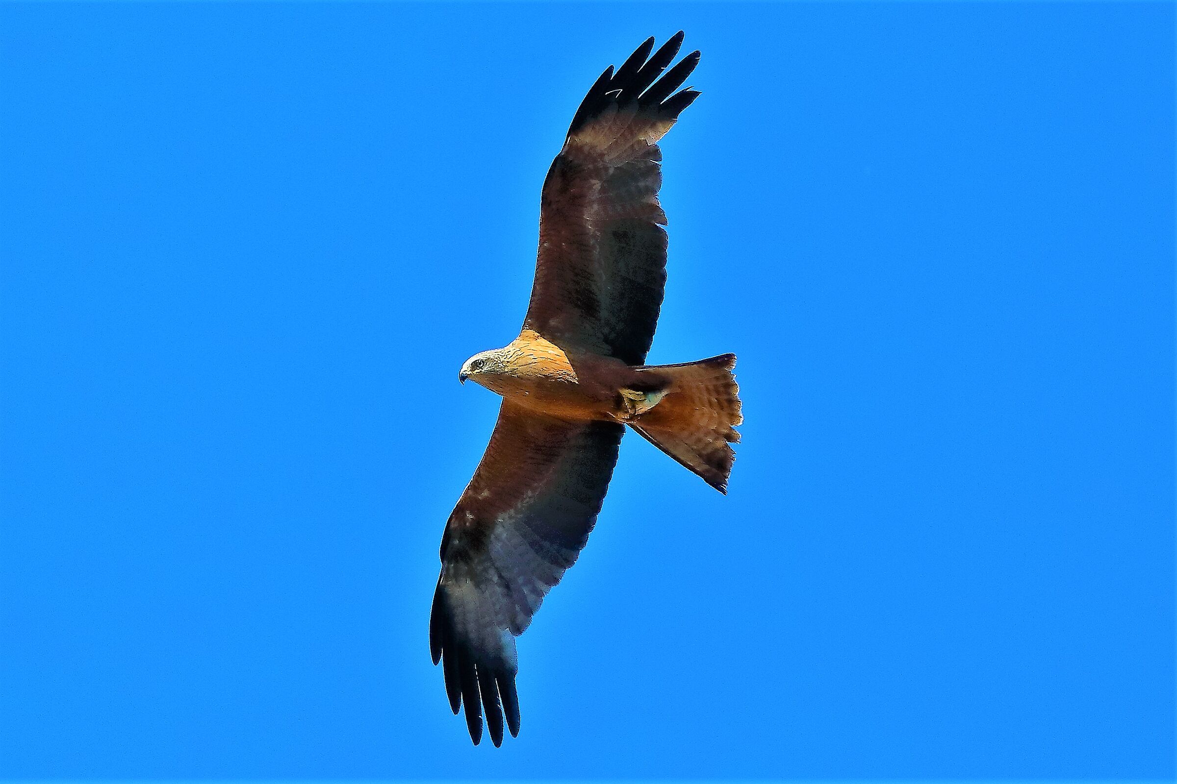 Nibbio bruno 09-07-2022