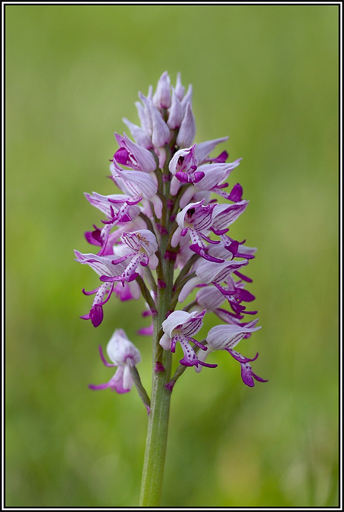 Orchis militaris