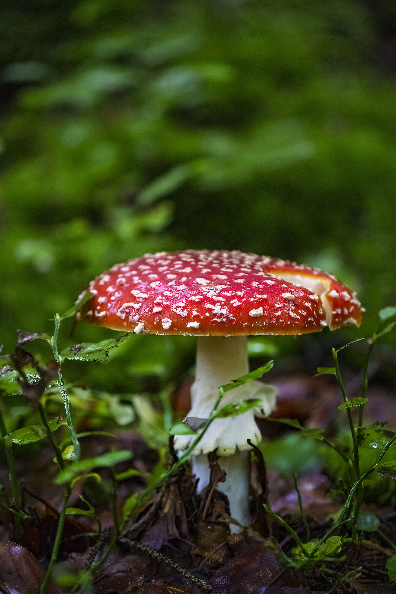 Mushroom