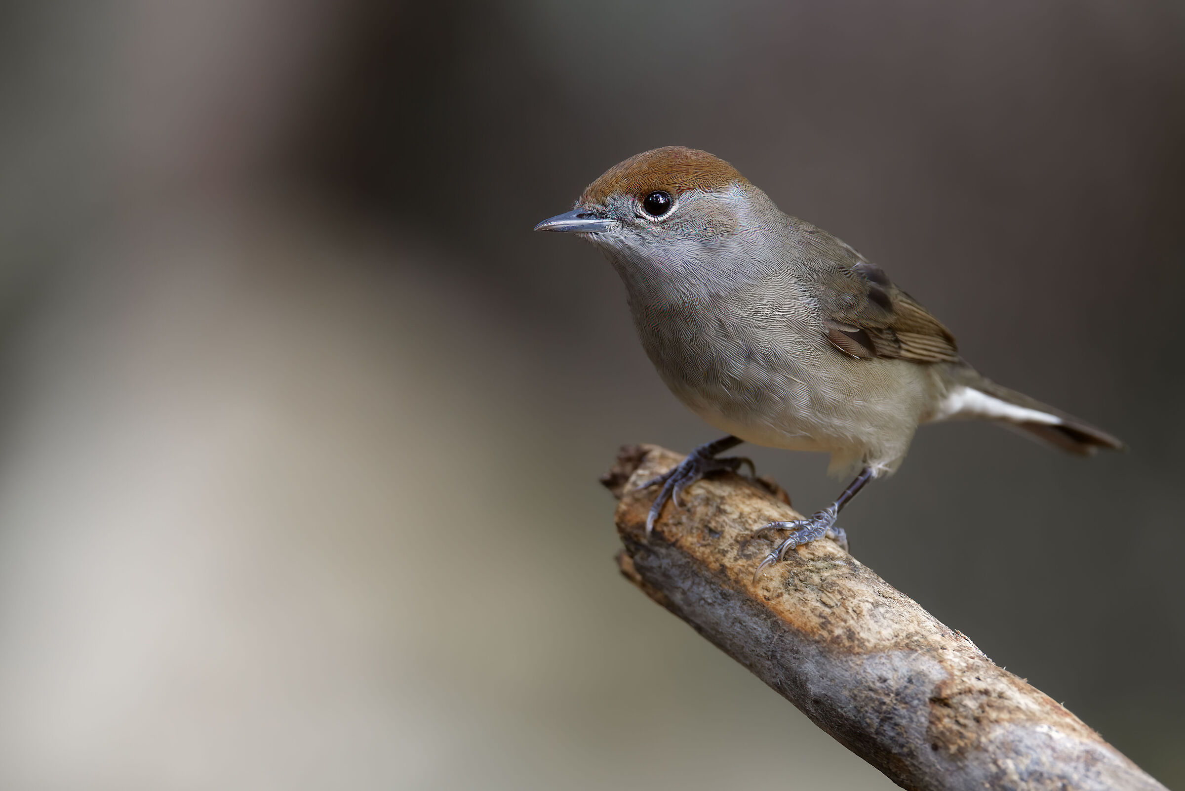 female blackcap