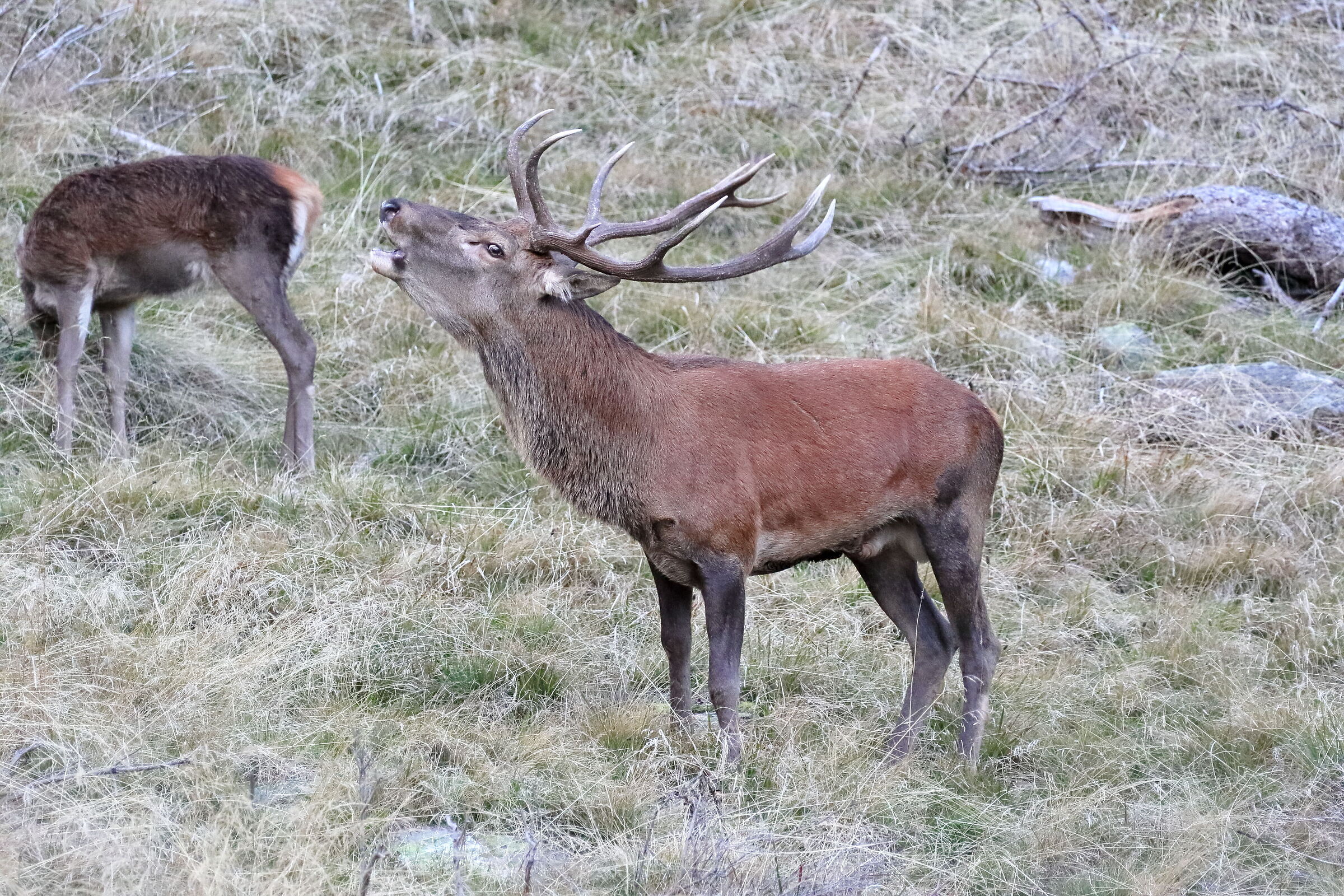 Il Cervo ha fatto Muuh.. :)