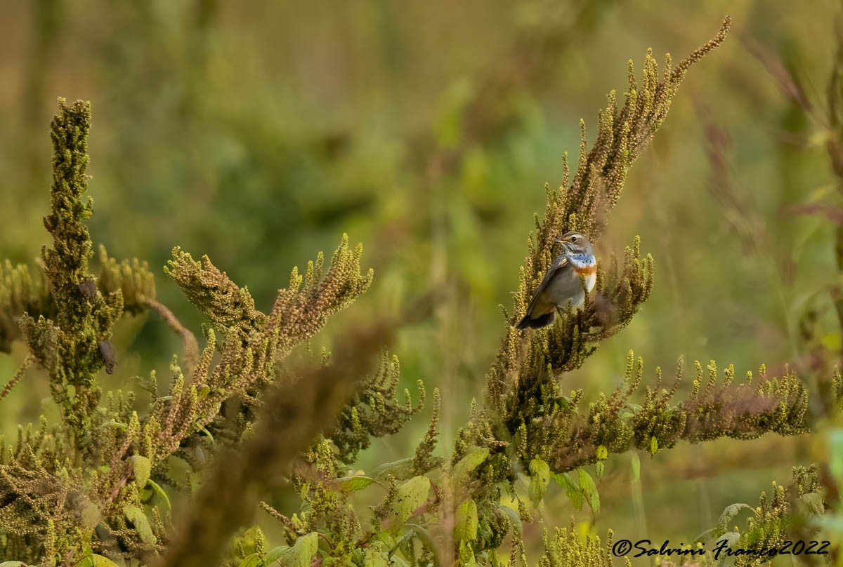 Bluethroat