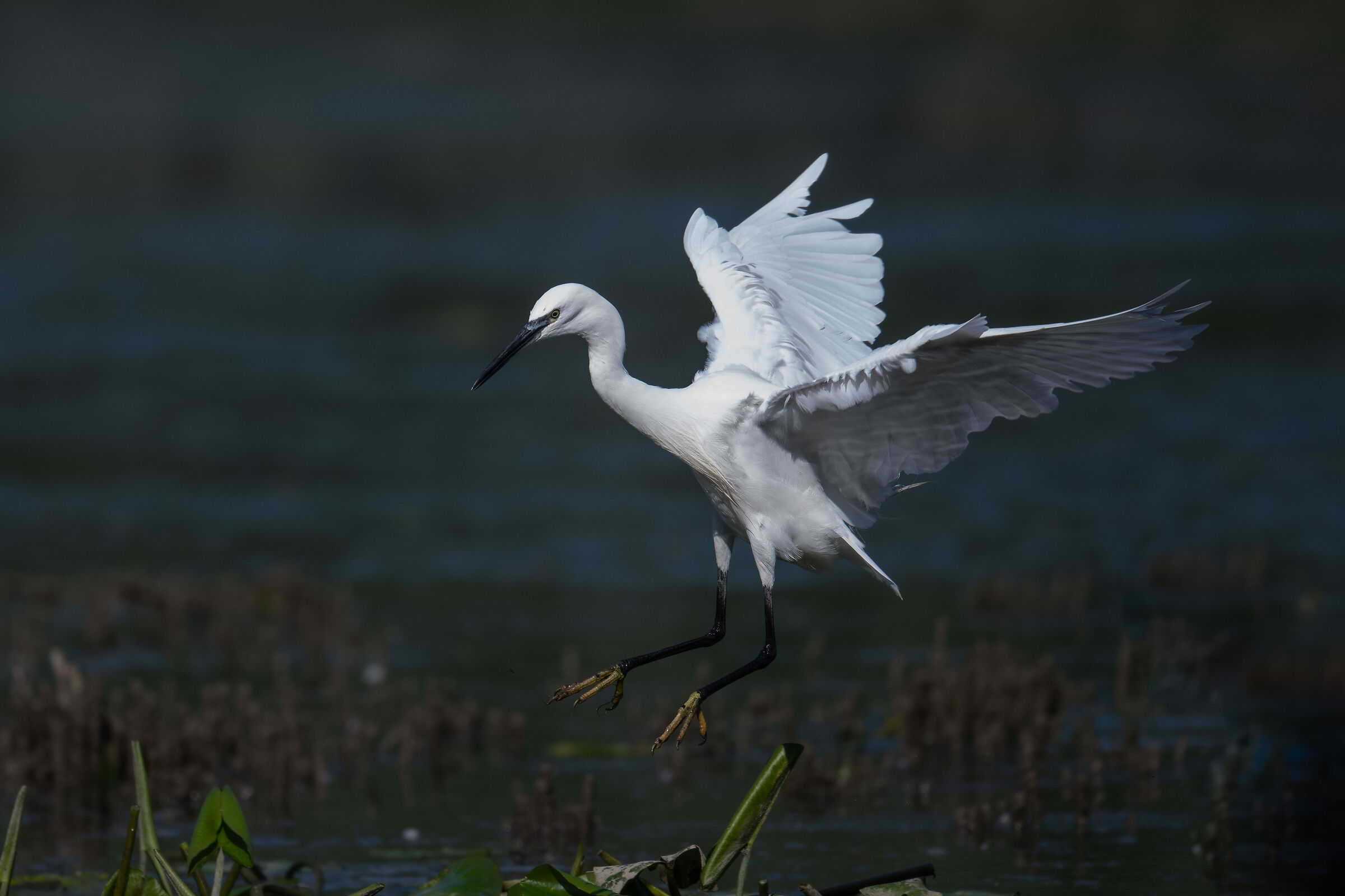 Egretta garzatta