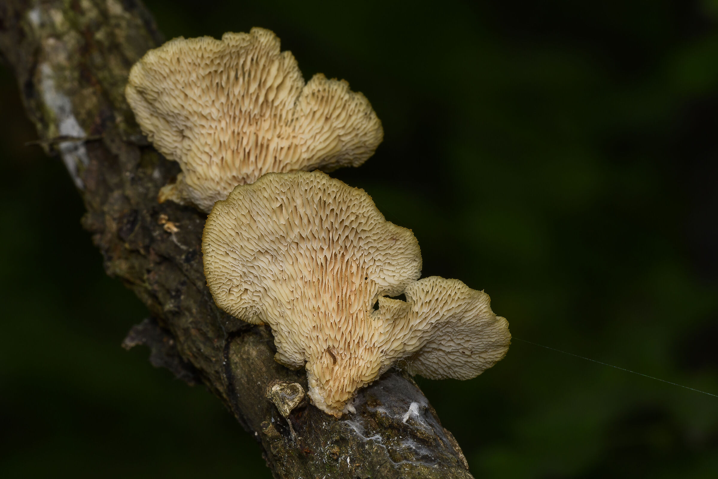 La bellezza dei decompositori