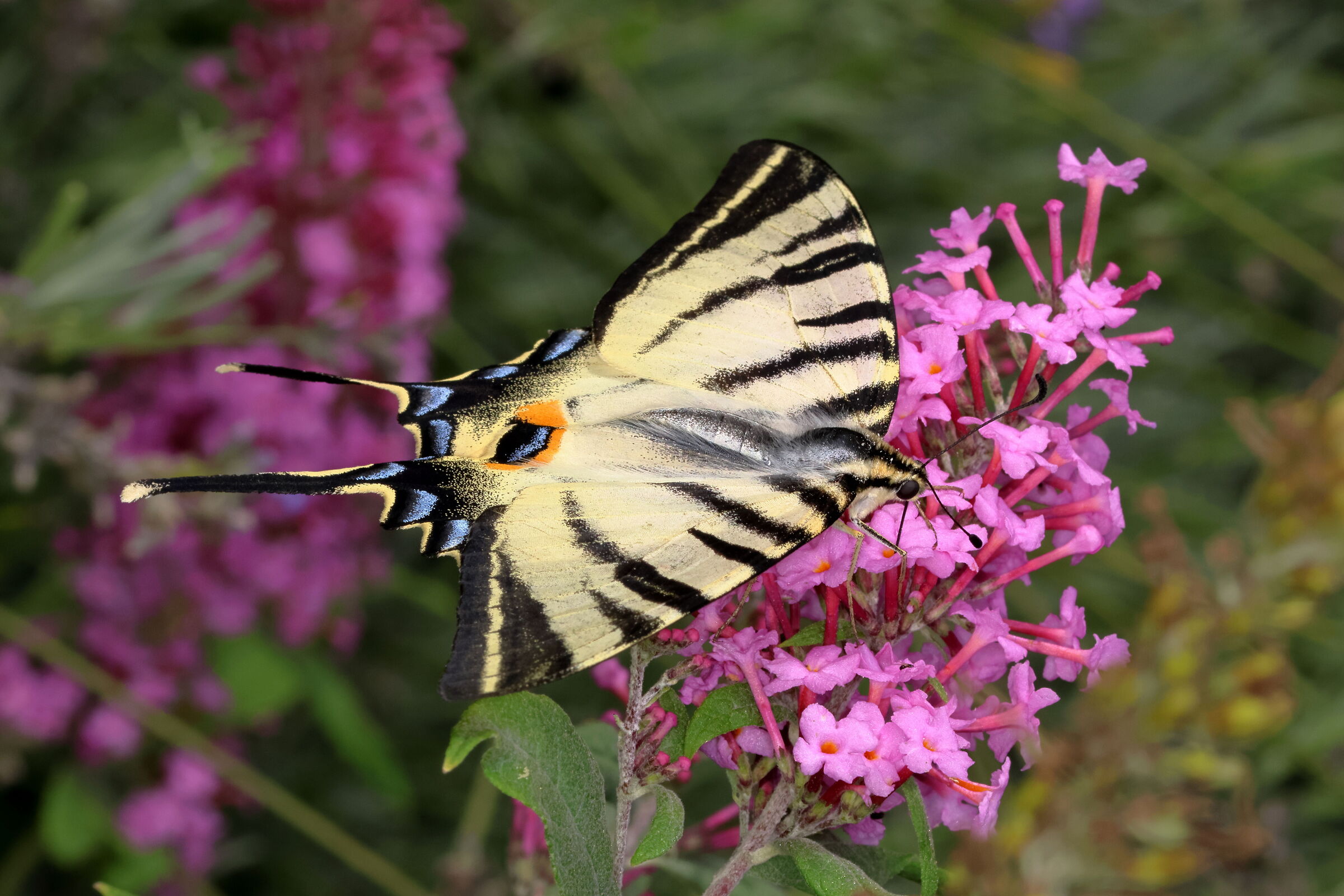 Podalirium su Buddleja