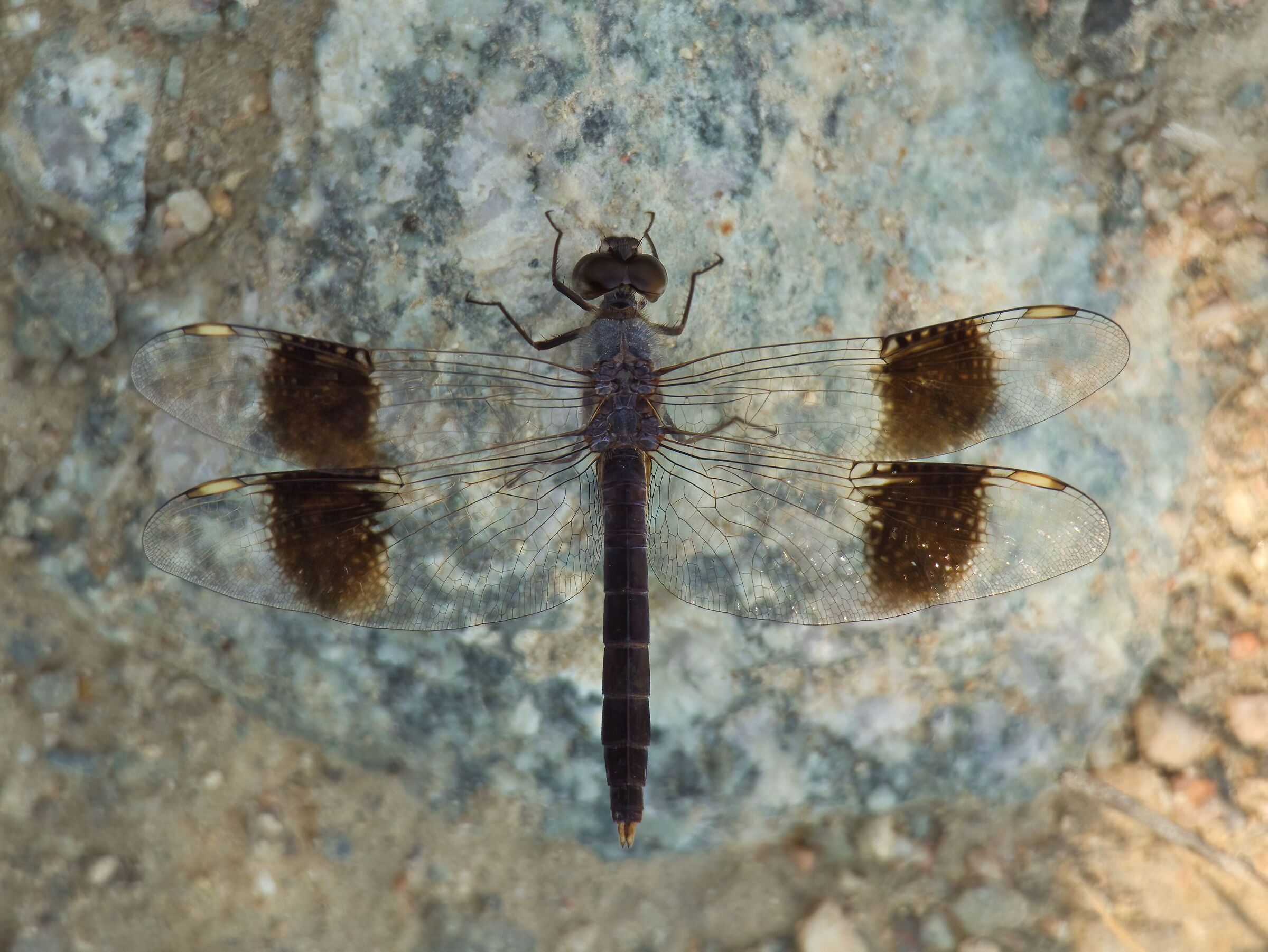 Difficult to identify