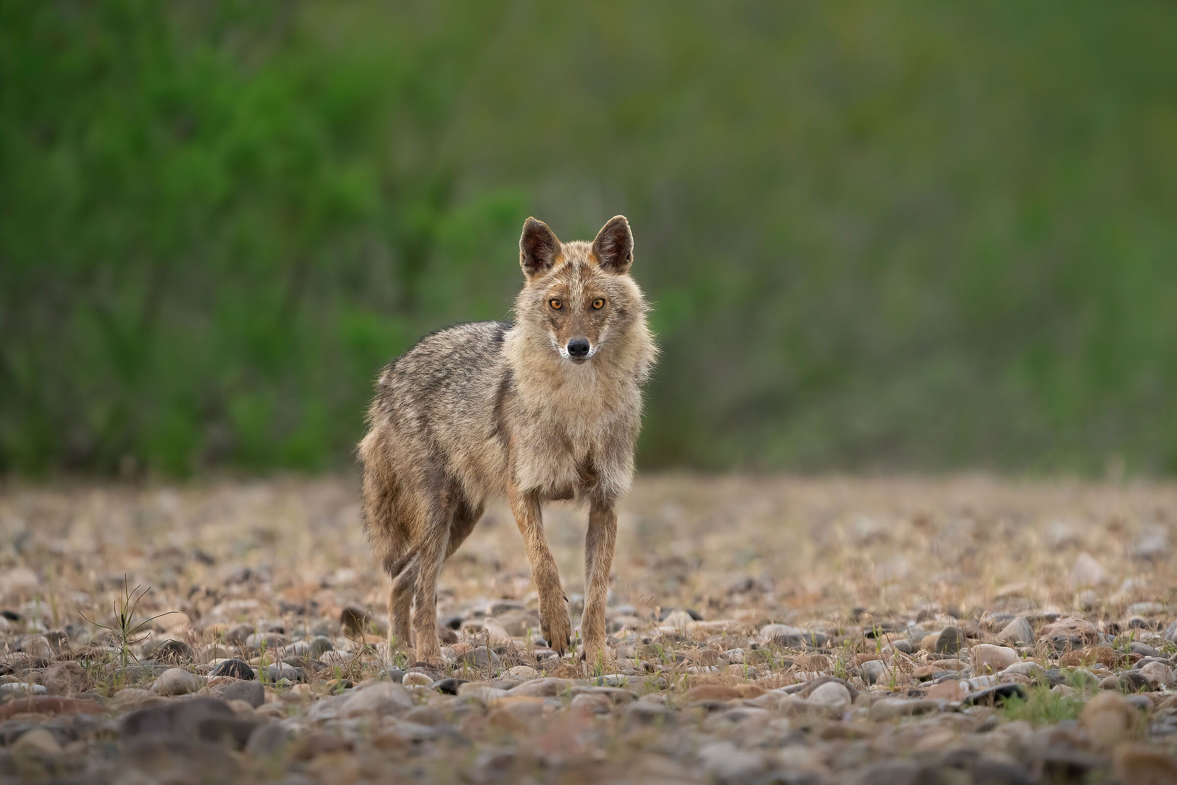 Golden jackal