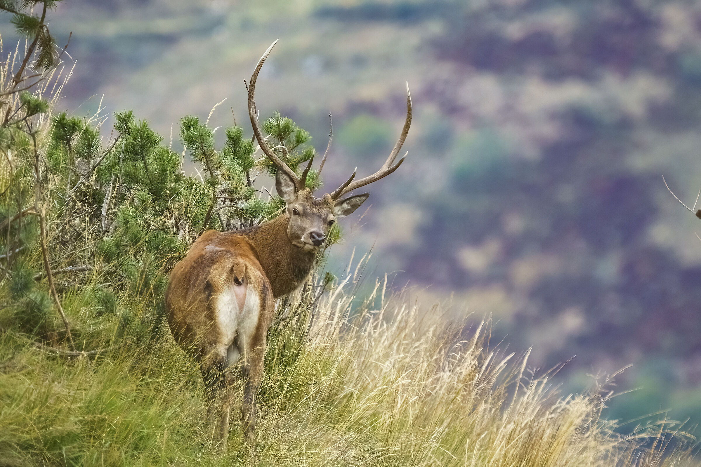 Deer