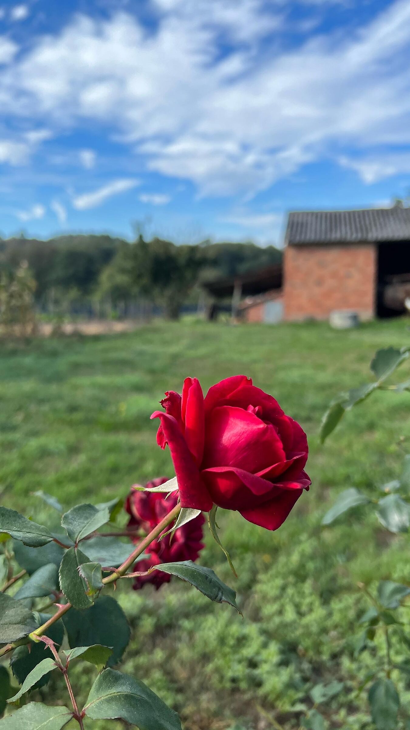 Rose sul cammino