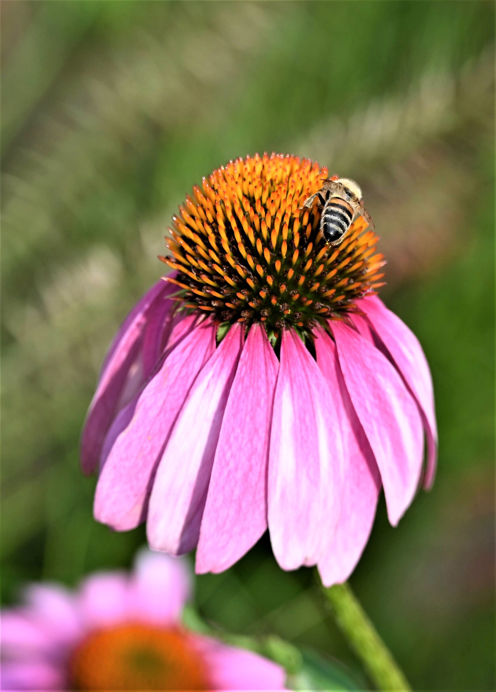 Country you go, bee you find....