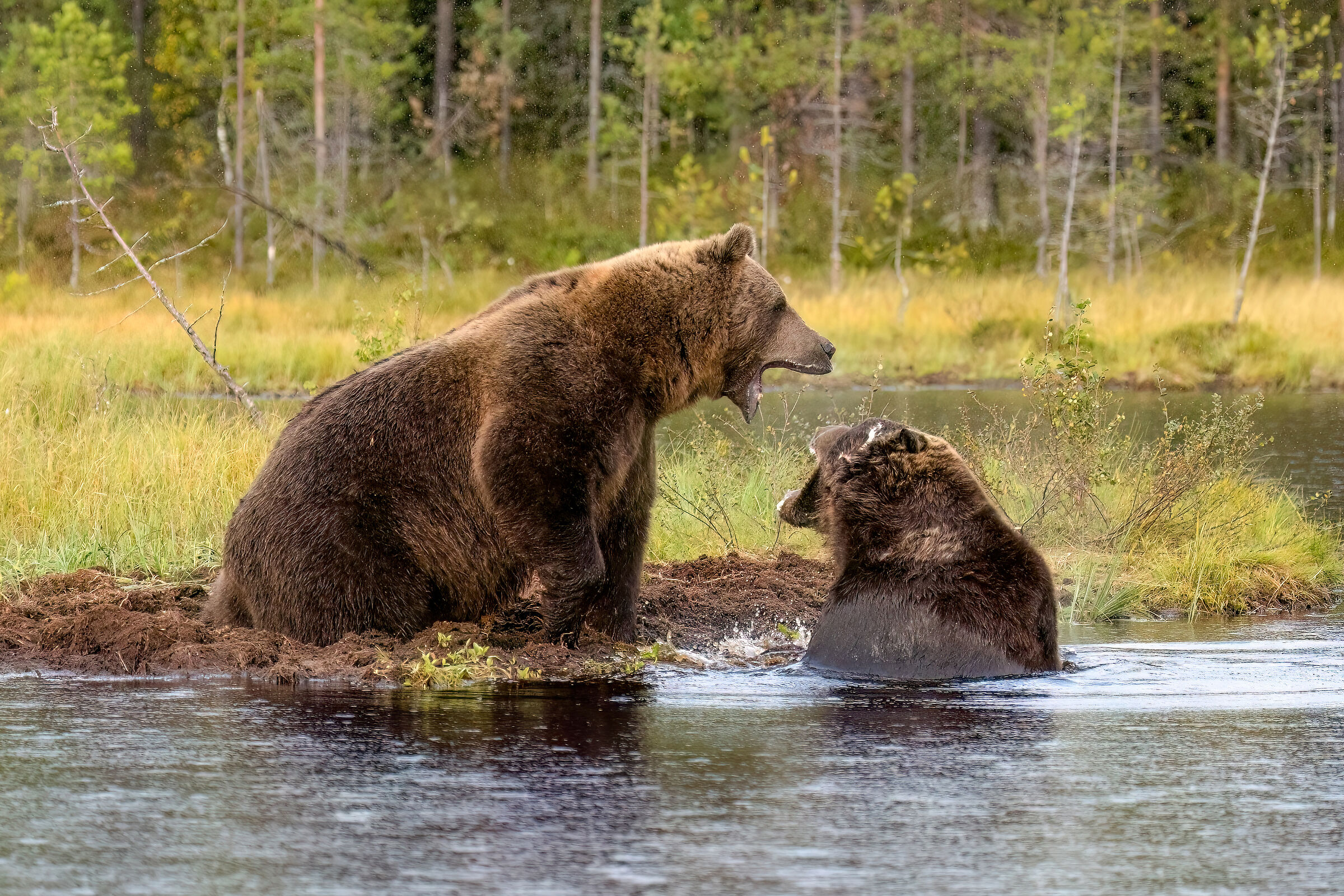 clash of brown bears
