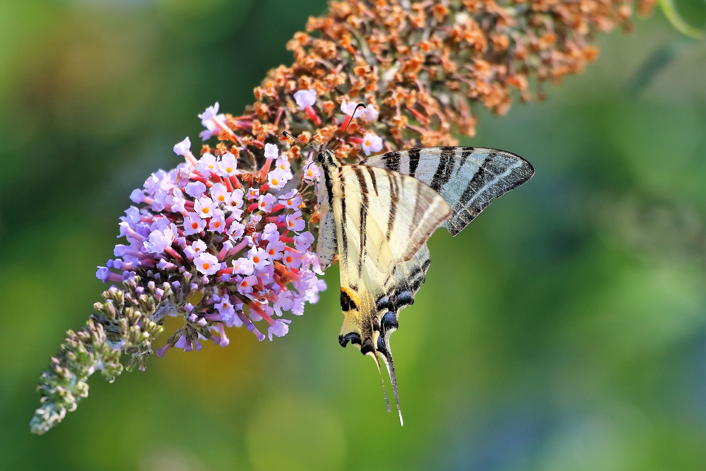 Polidario 20-07-2022
