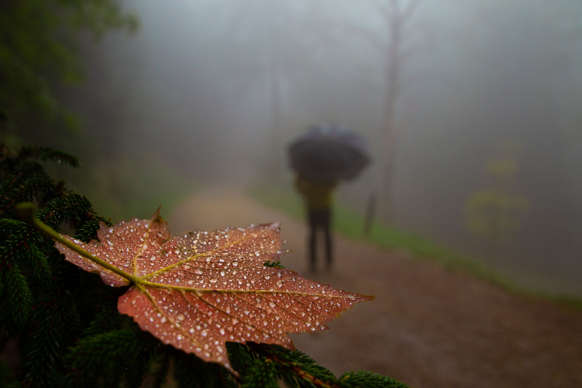 Autunno
