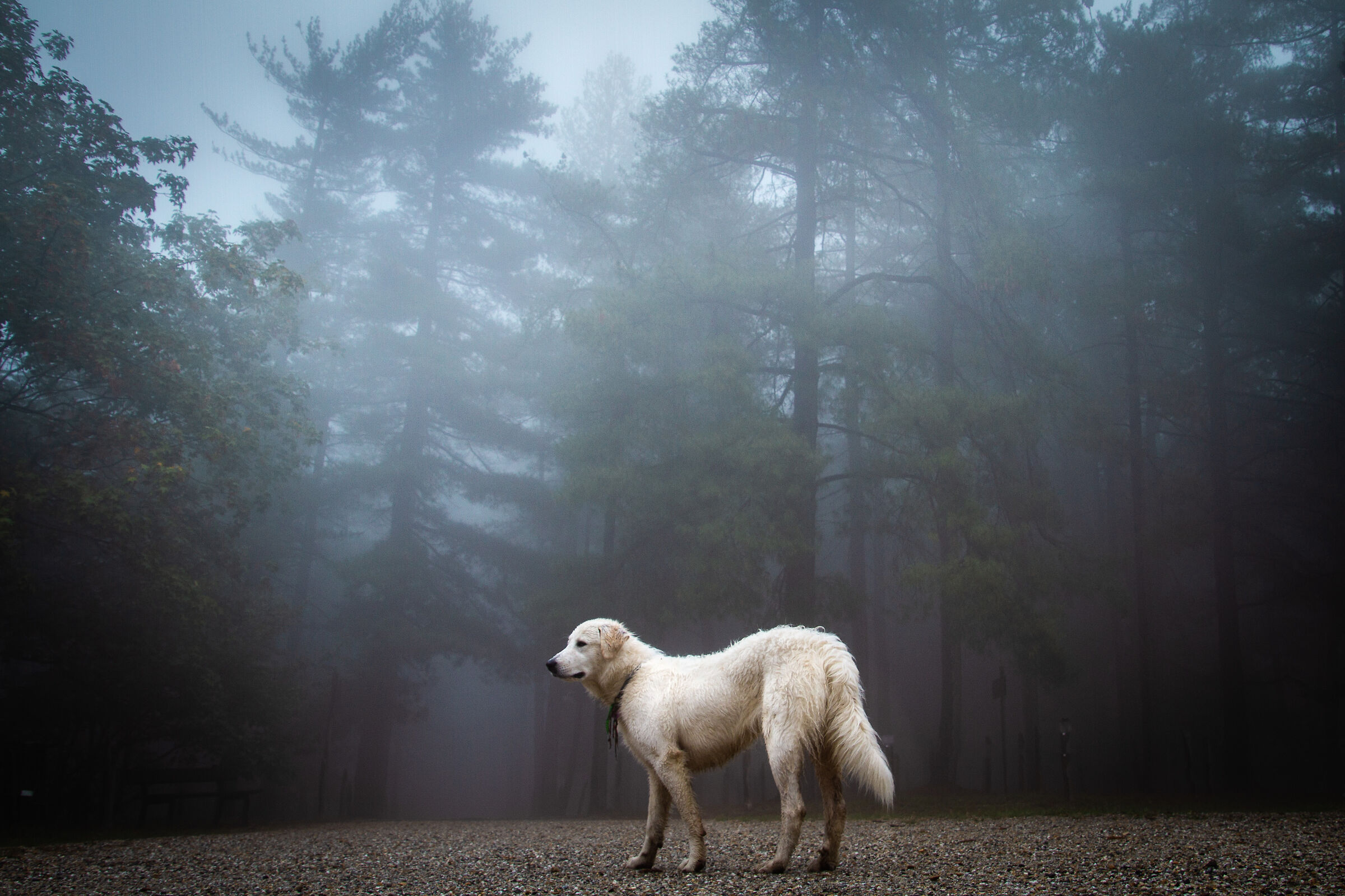 Il cane