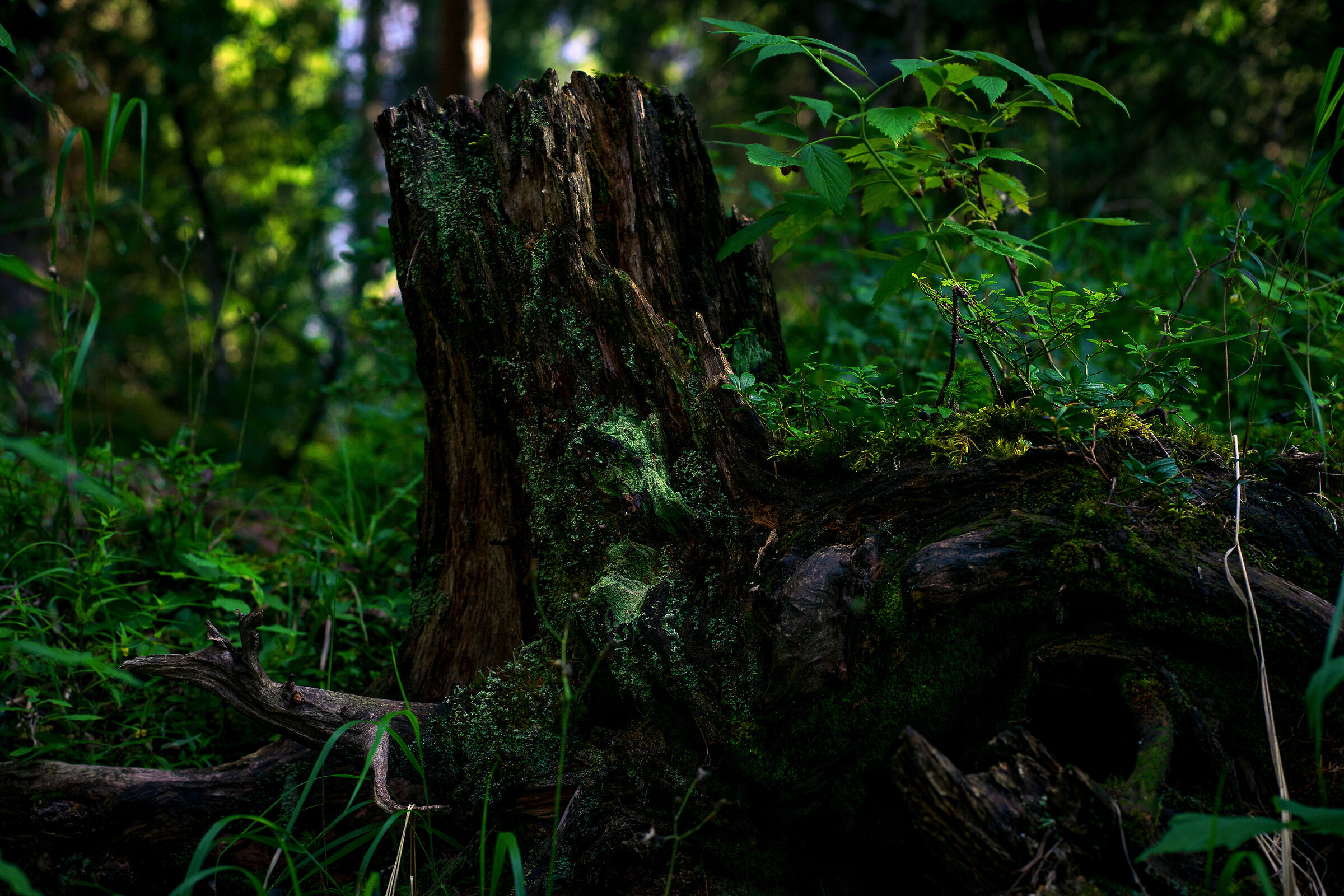 Dark forest