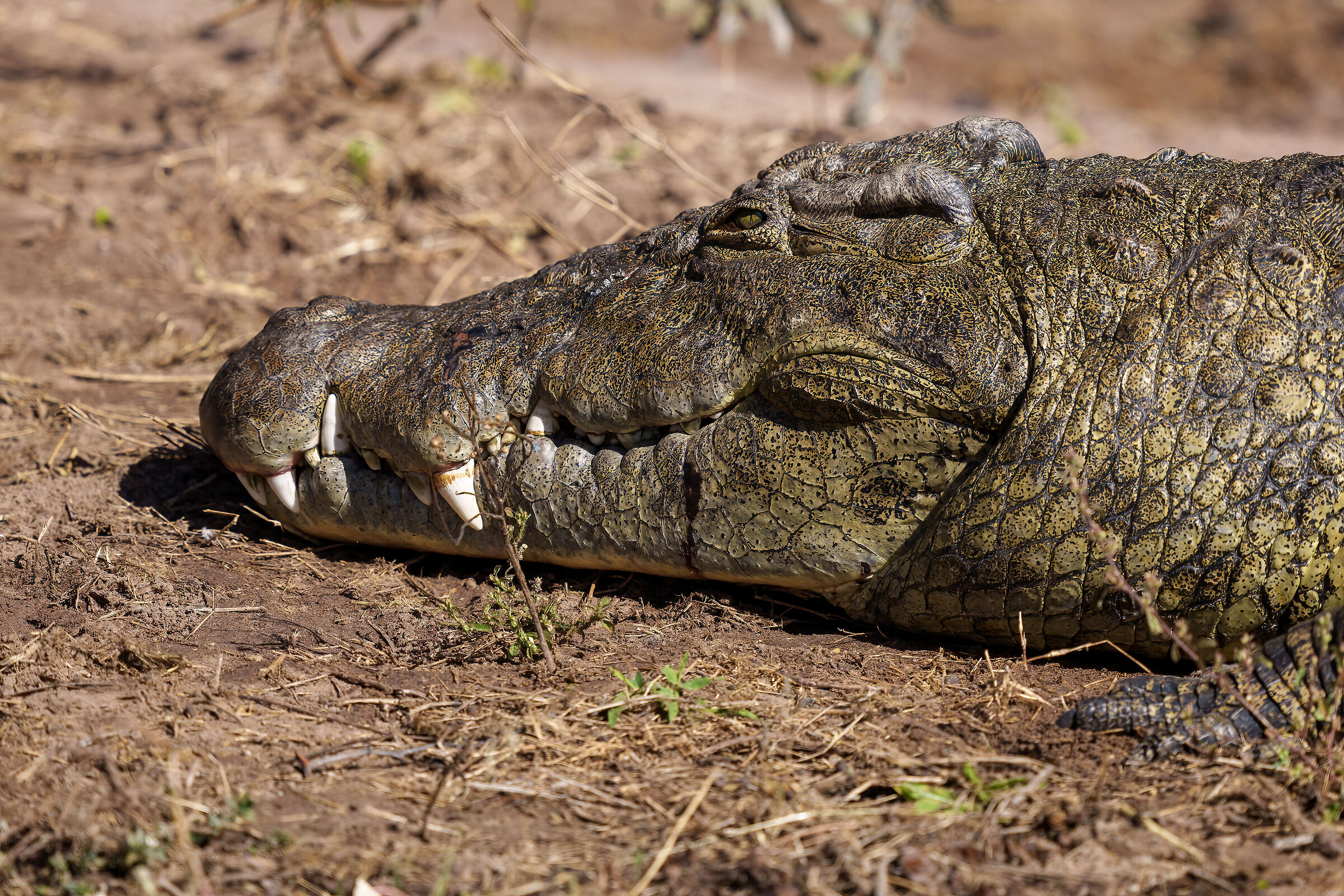 Close-up from the Jurassic