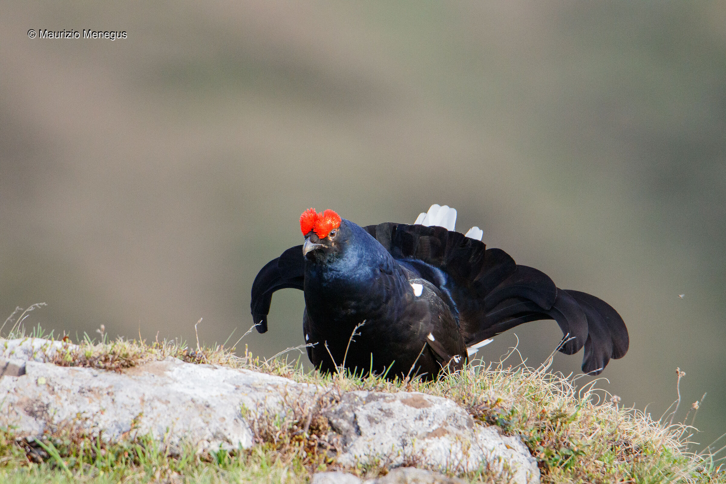 Gallo forcello maggio 2022 Dolomiti