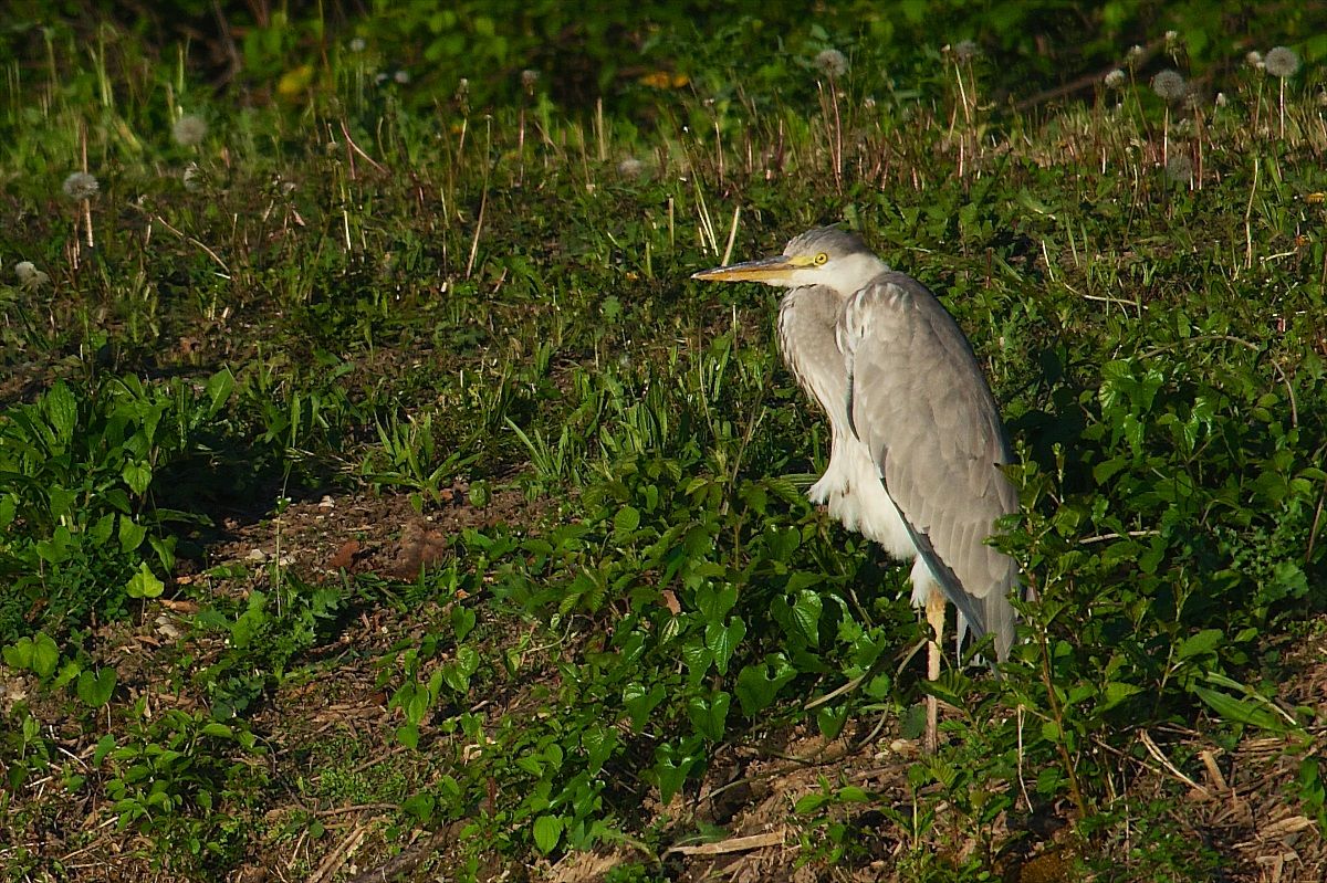 Heron and the last ray of sunshine