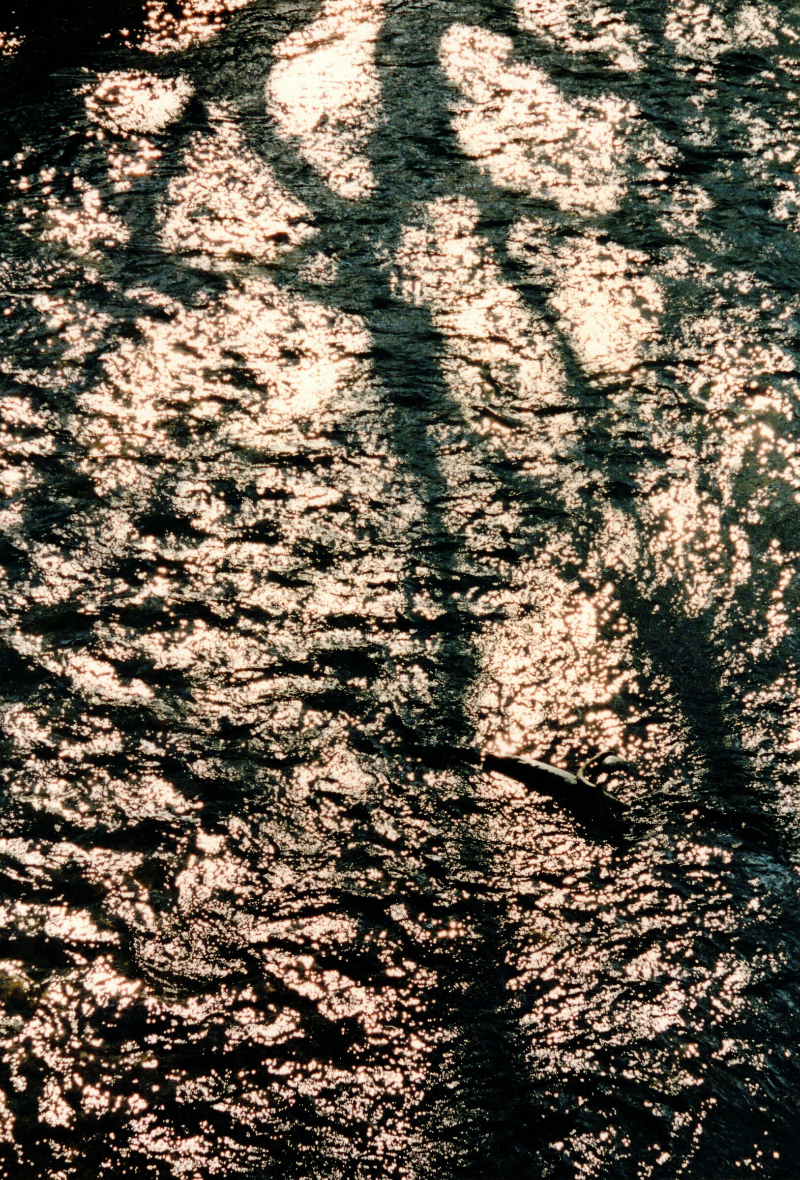 Ombre sul lago 1993