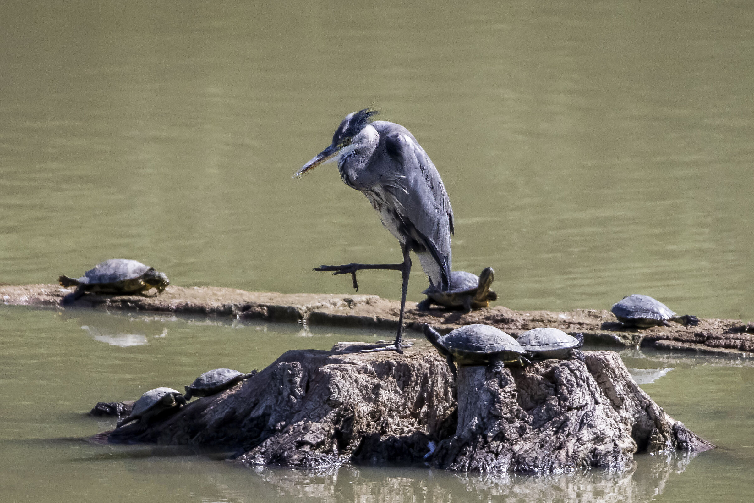 I'm not exaggerating, the carp was so big!