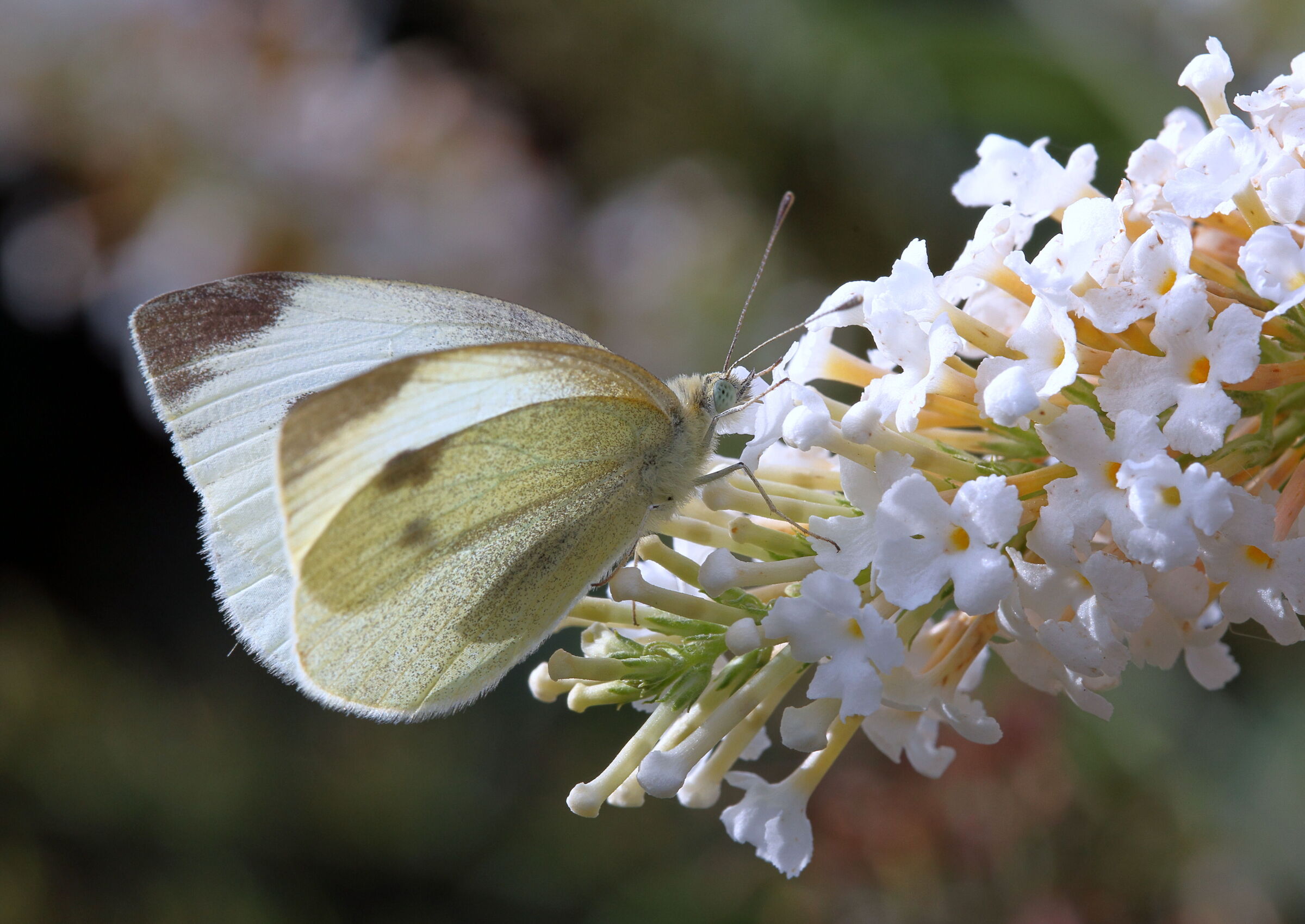 Cavolaia su Buddleja