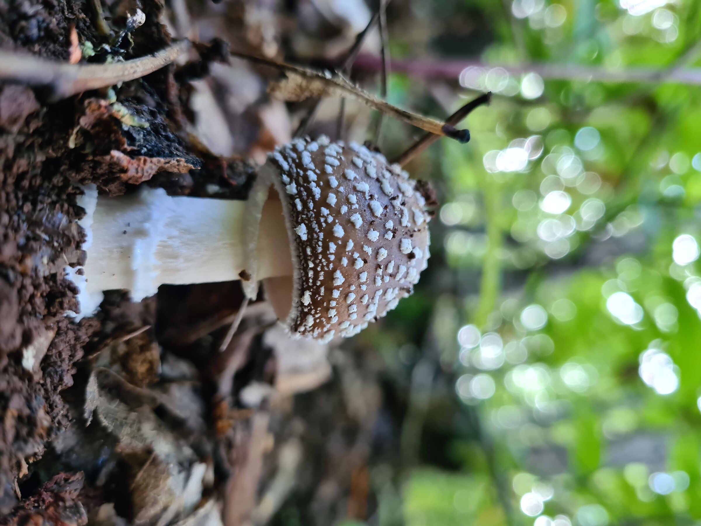 Amanita...