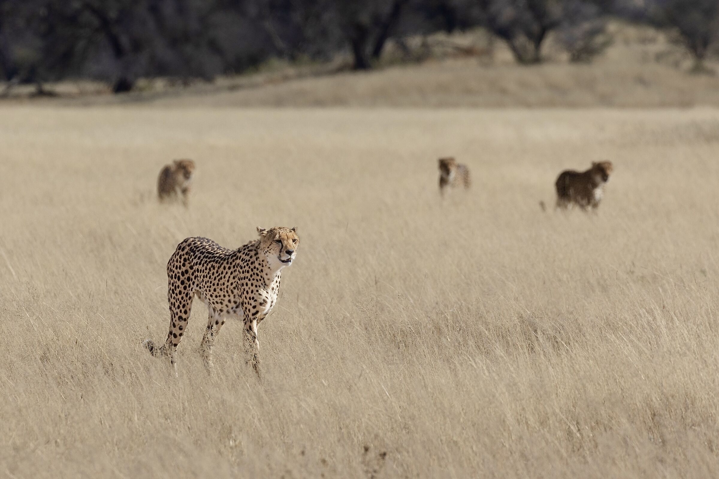 Preparing the attack