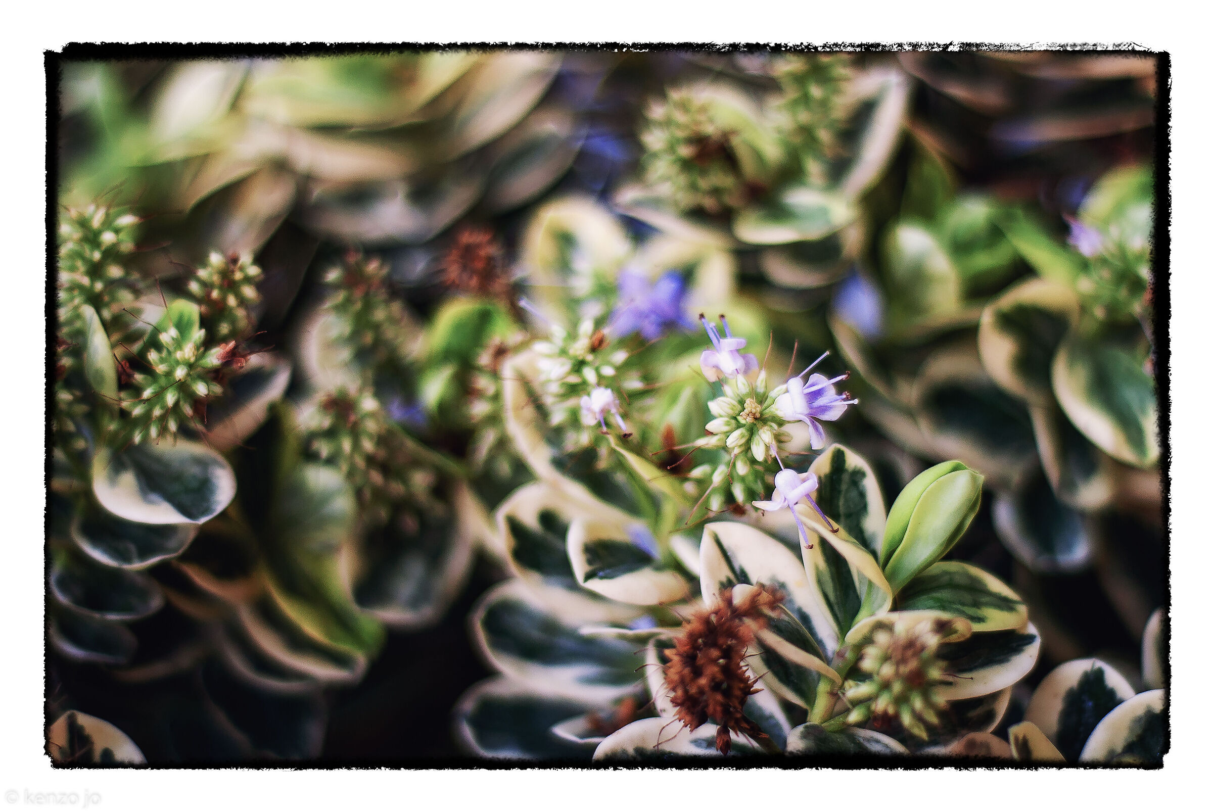 Veronica in autumn...