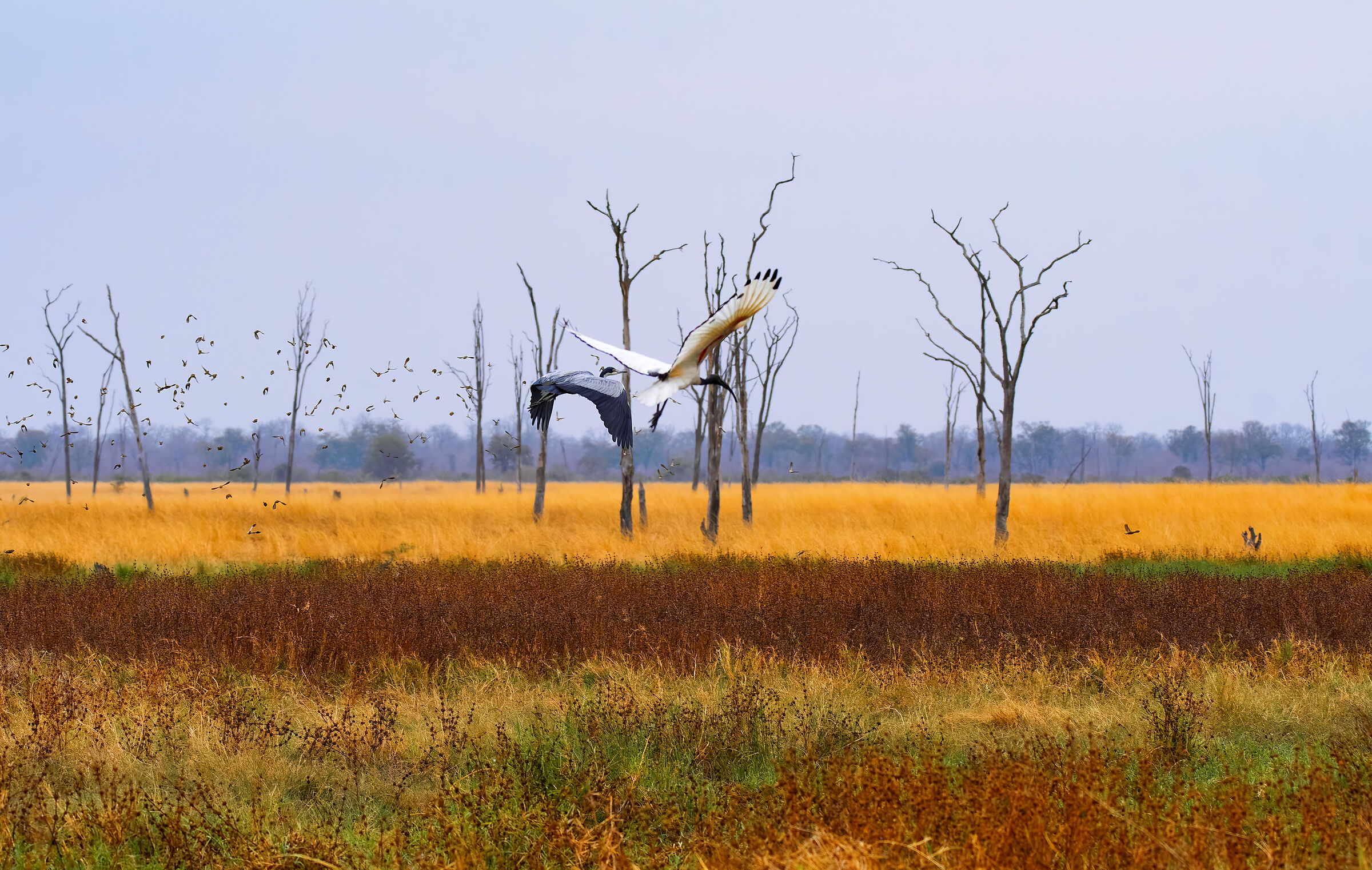 African landscape (Zambia)