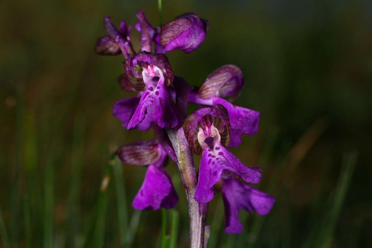 orchis morio