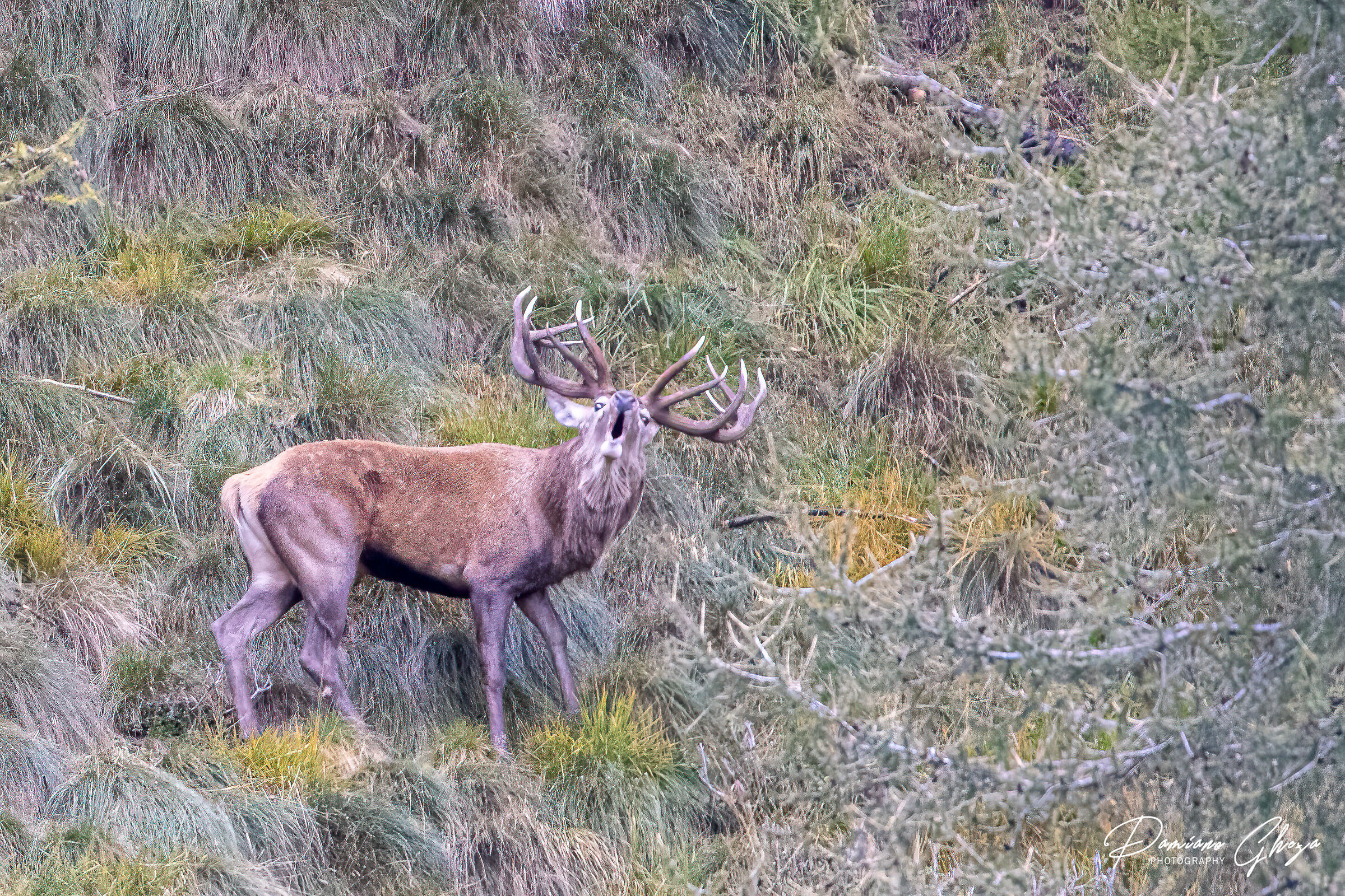 The King of the Forest