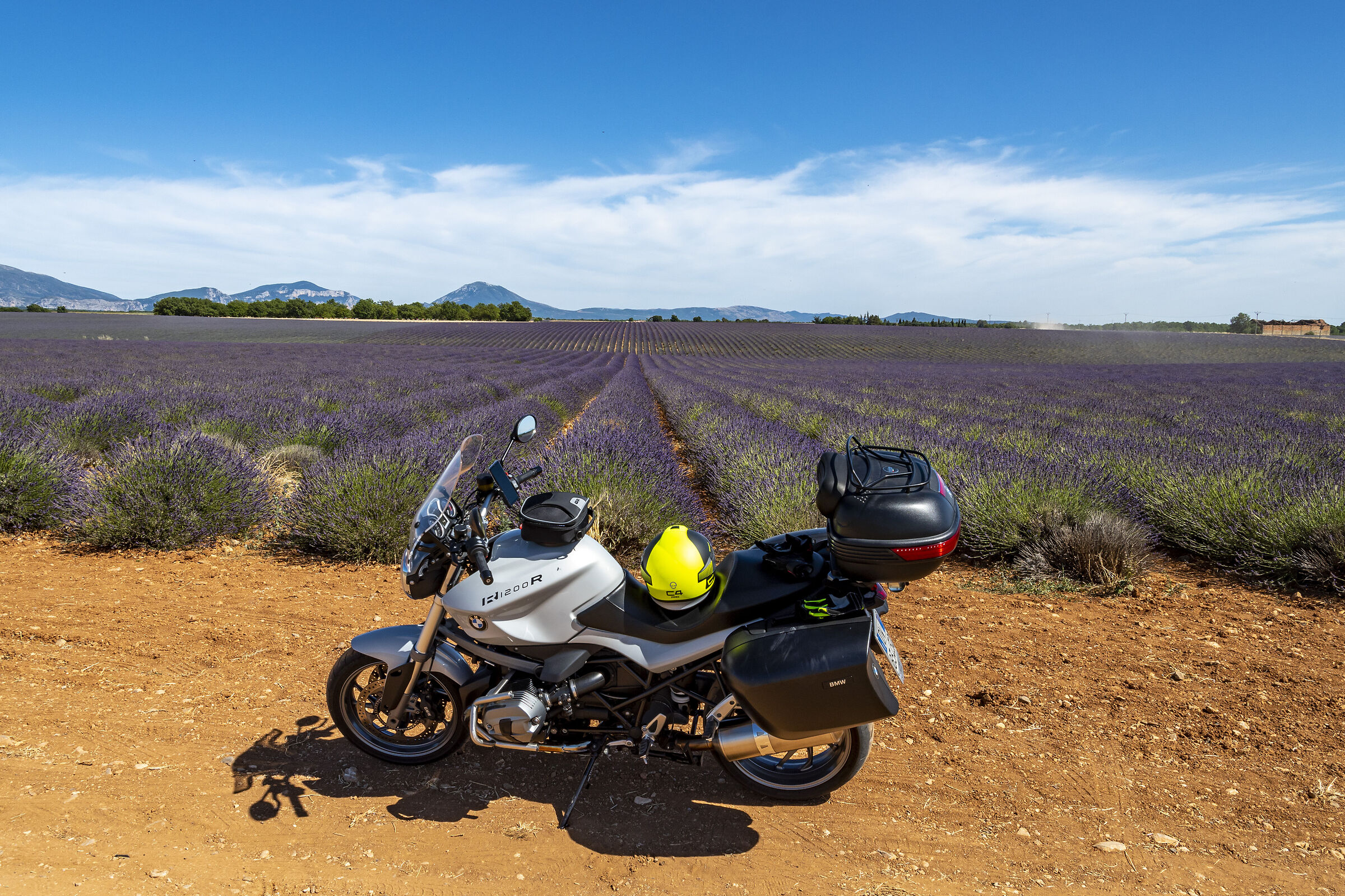 The beautiful lavender and the cow at Valensole