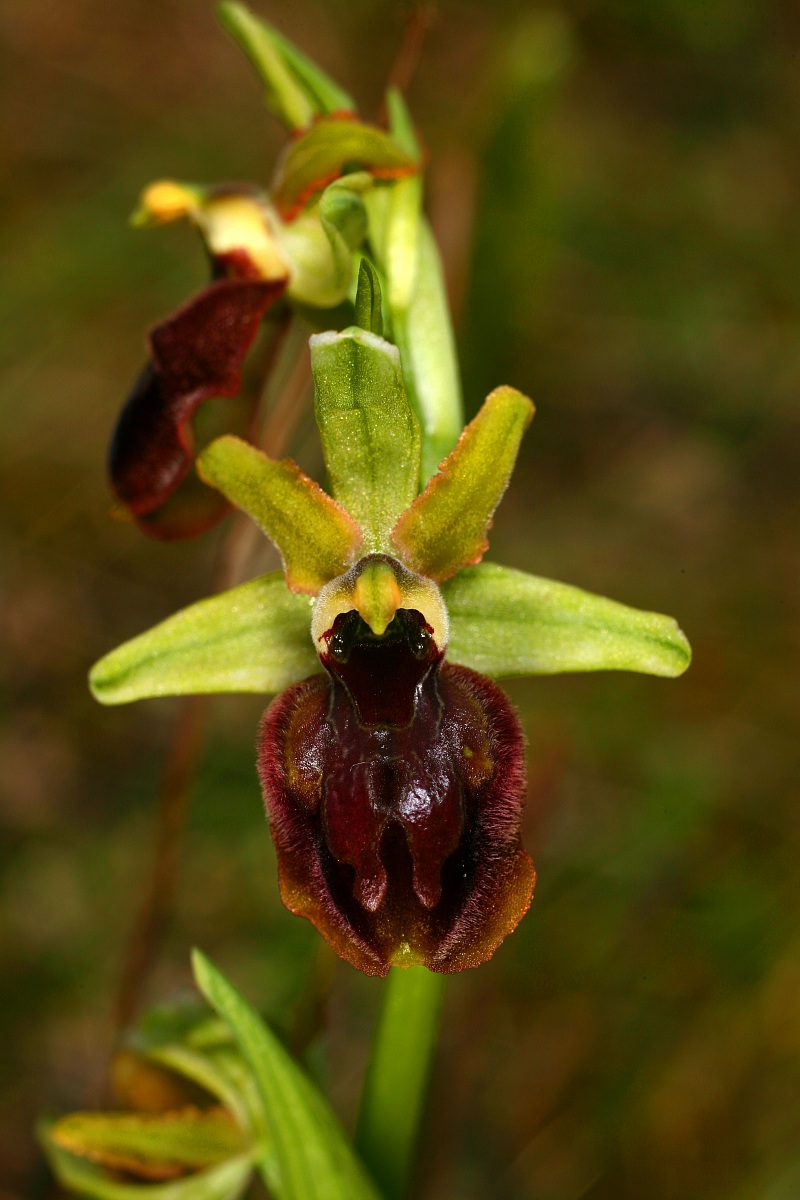ophrys speghodes