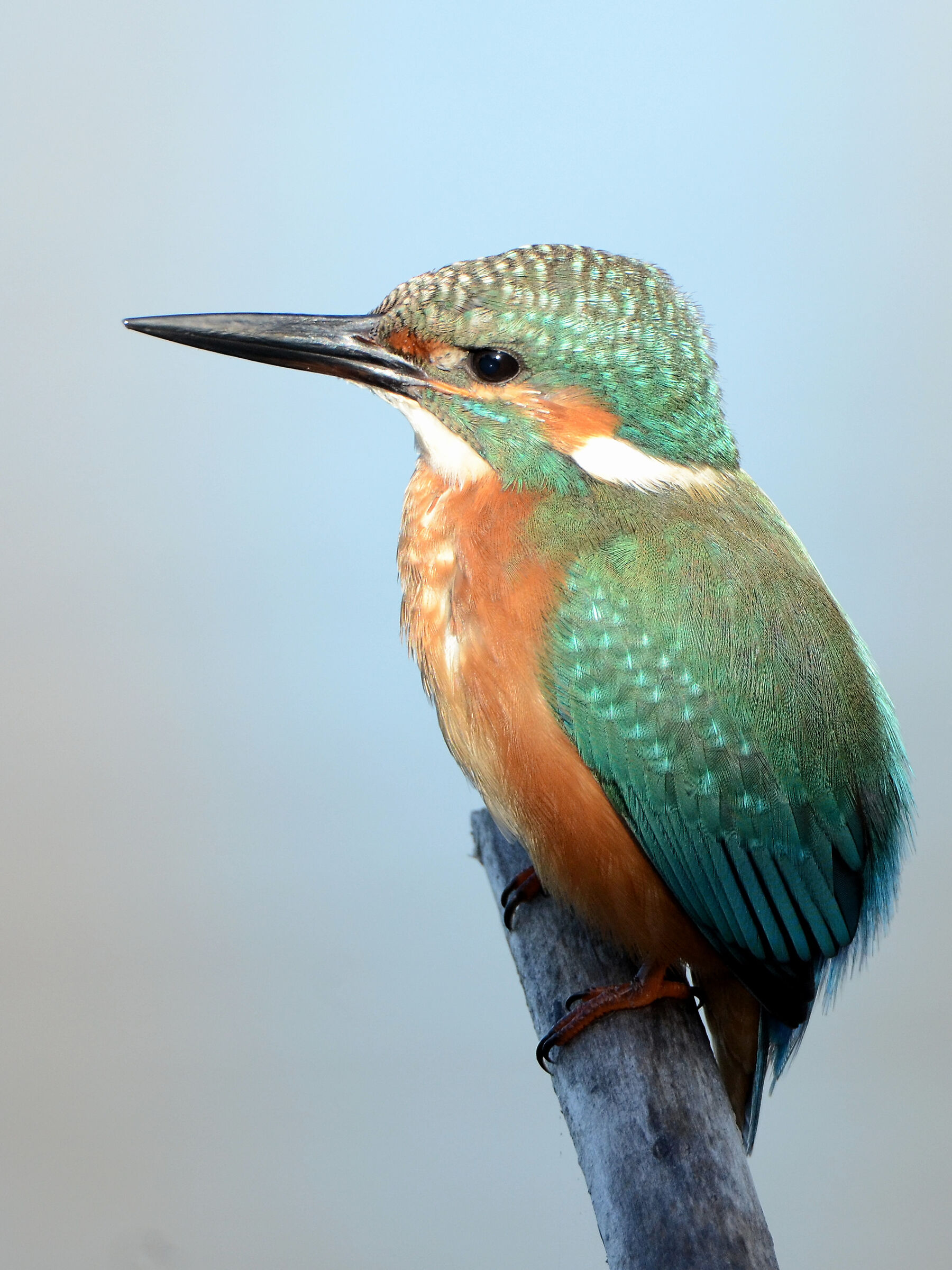 Kingfisher between light and shadow