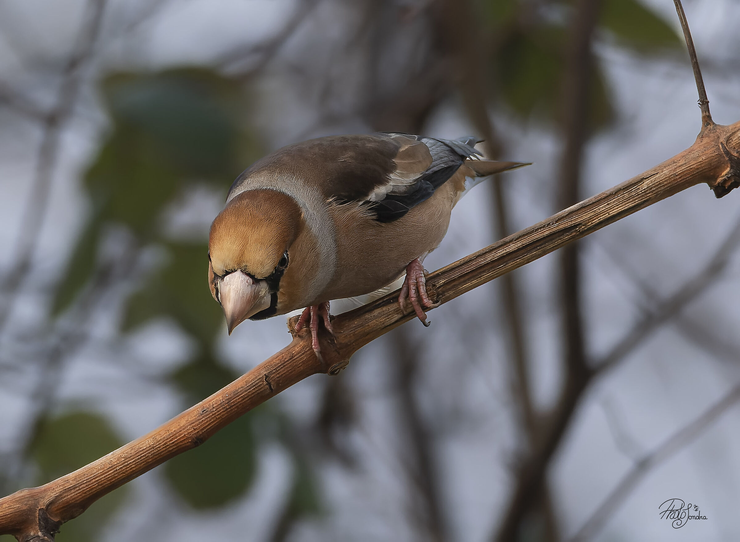 hawfinch