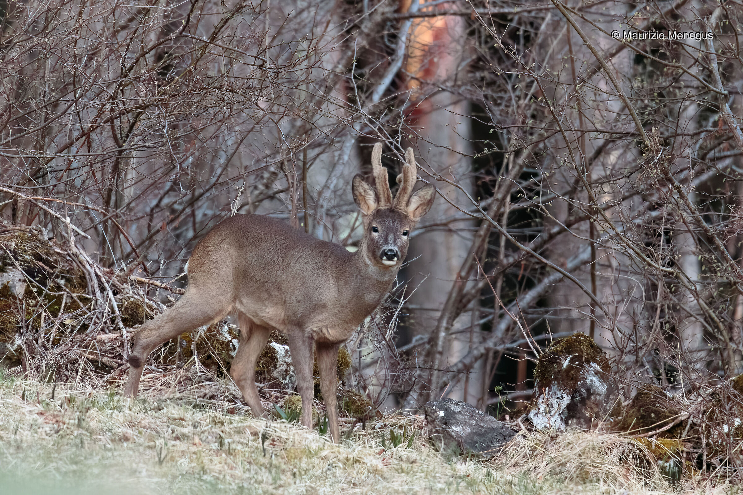 Capriolo maschio. Dolomiti 15.04.2019