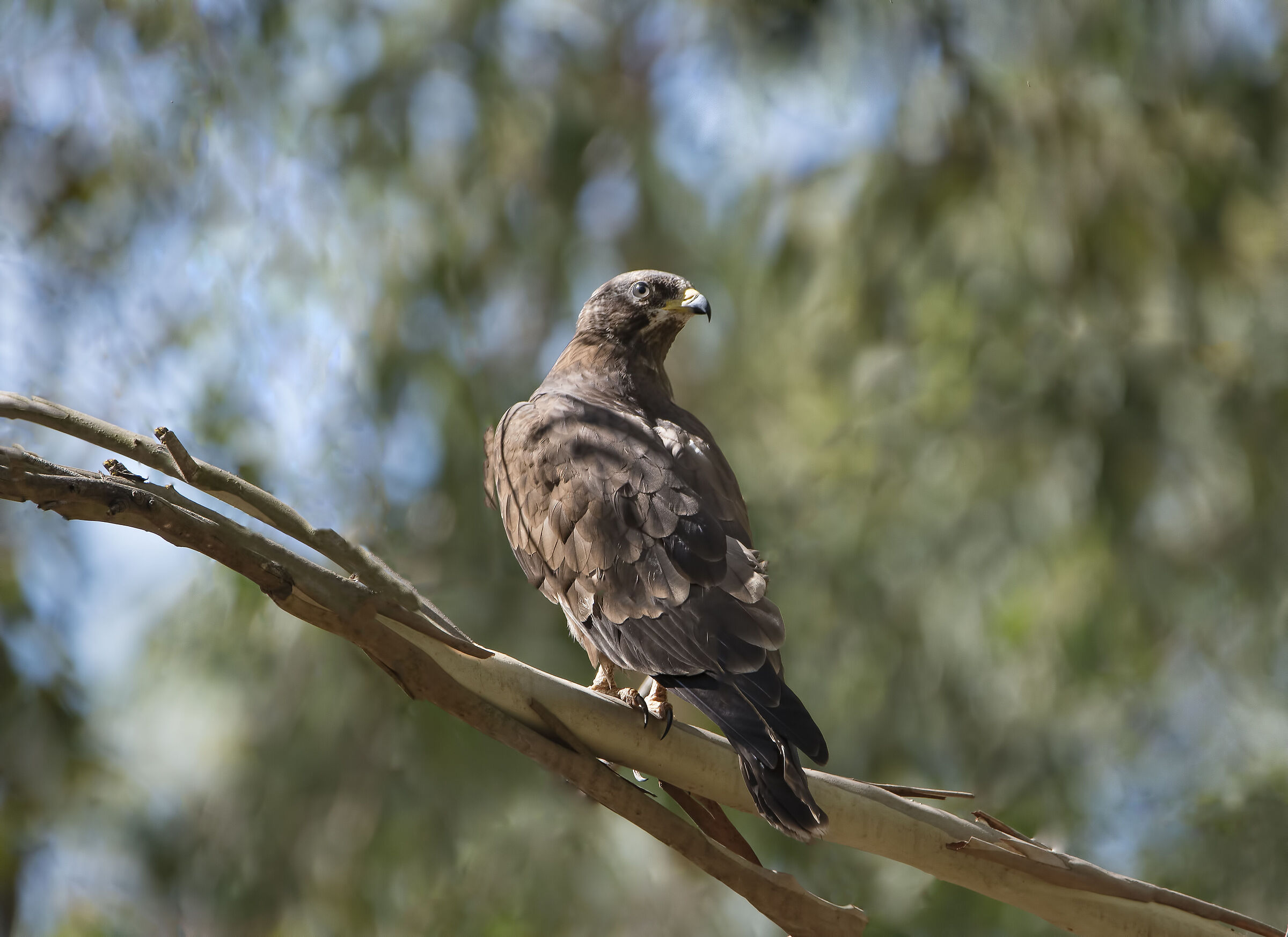 Pecchiaiolo (Pernis apivorus)